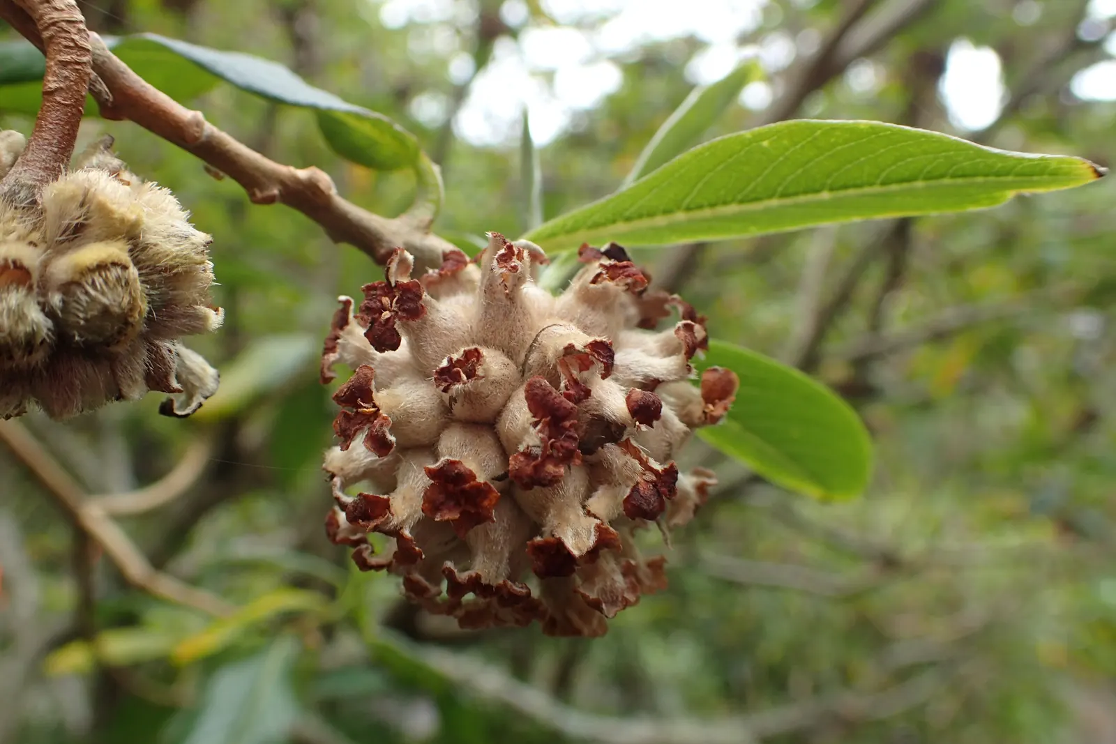 Paperbush (Edgeworthia Chrysantha) — tubular yellow flowers from late winter to early spring; is a distinctive deciduous shrub that adds a, image 67