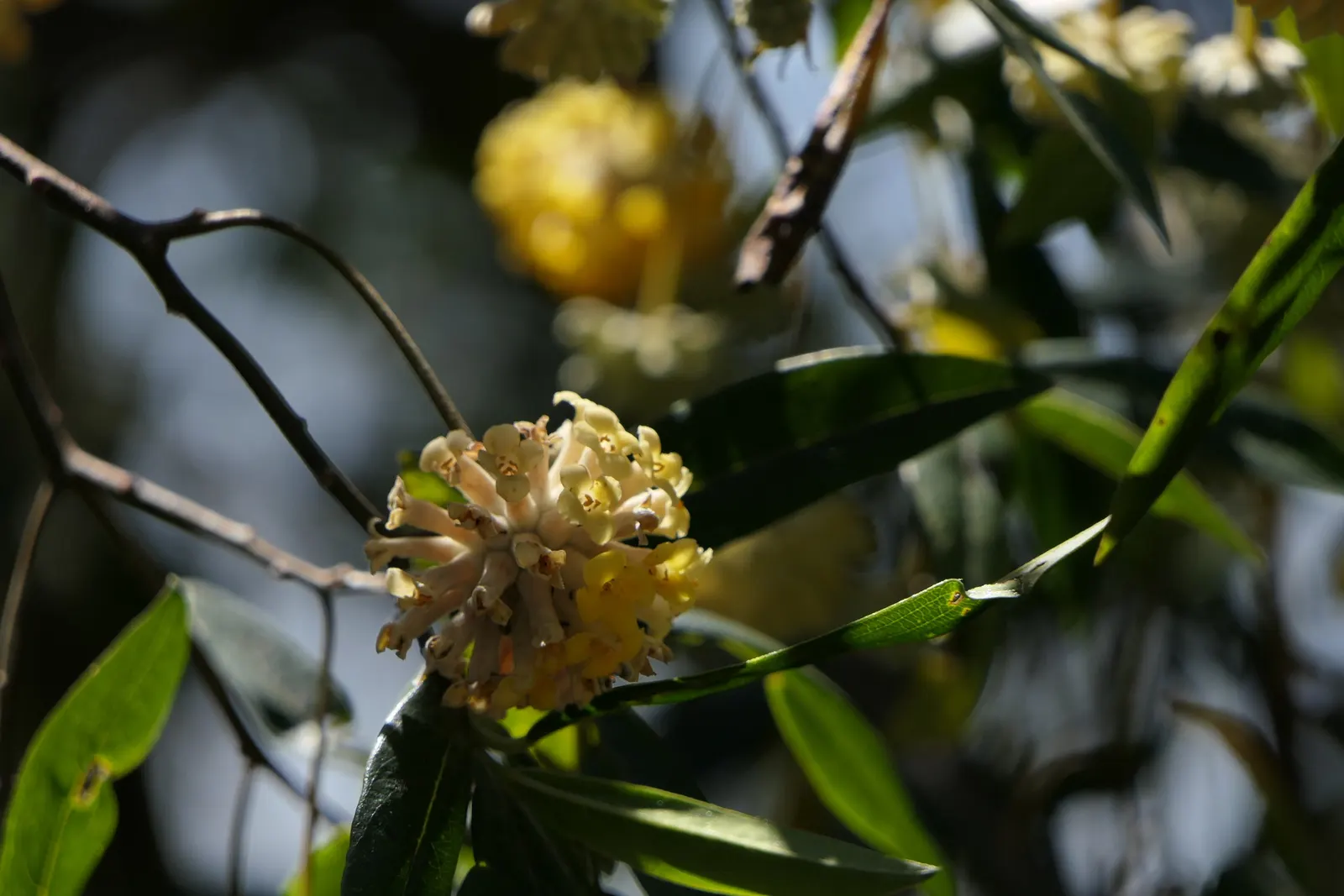 Paperbush (Edgeworthia Chrysantha) — is a distinctive deciduous shrub that adds a sculptural elegance and an all-season interest to the landscape; again