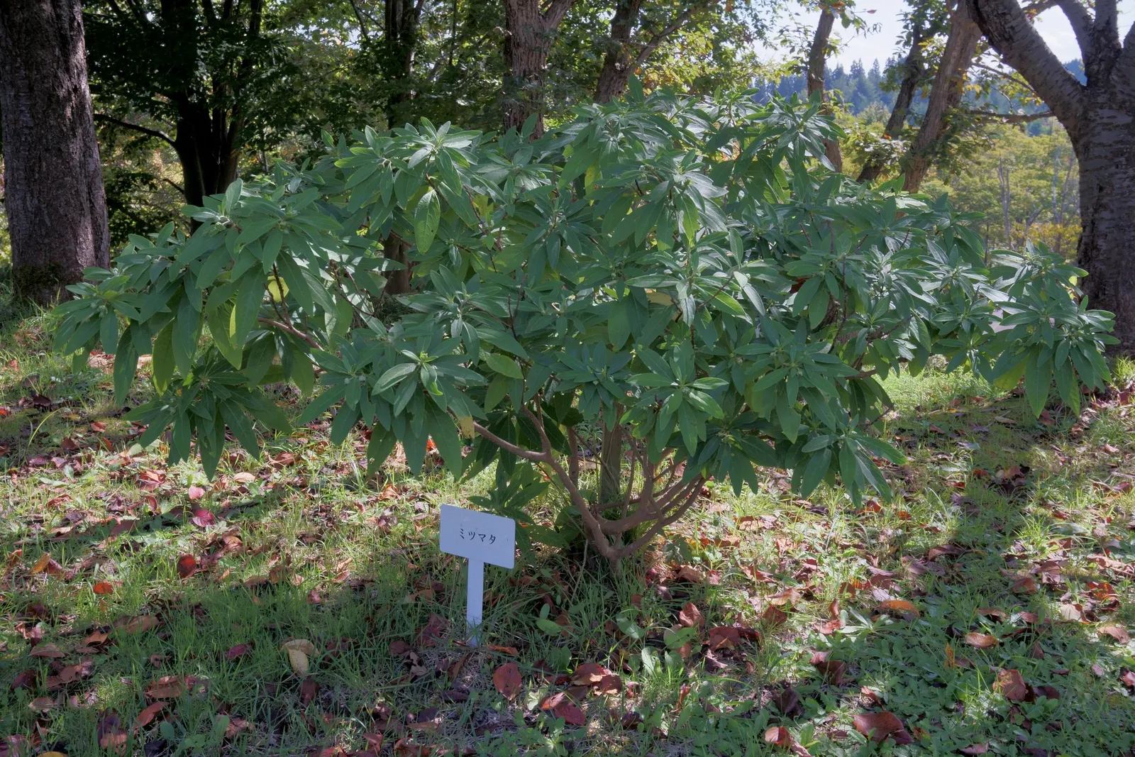 Paperbush (Edgeworthia Chrysantha) — This plant typically reaches a mature size of 4 to 6 feet in height and spread; shrub with multi-colored and white and