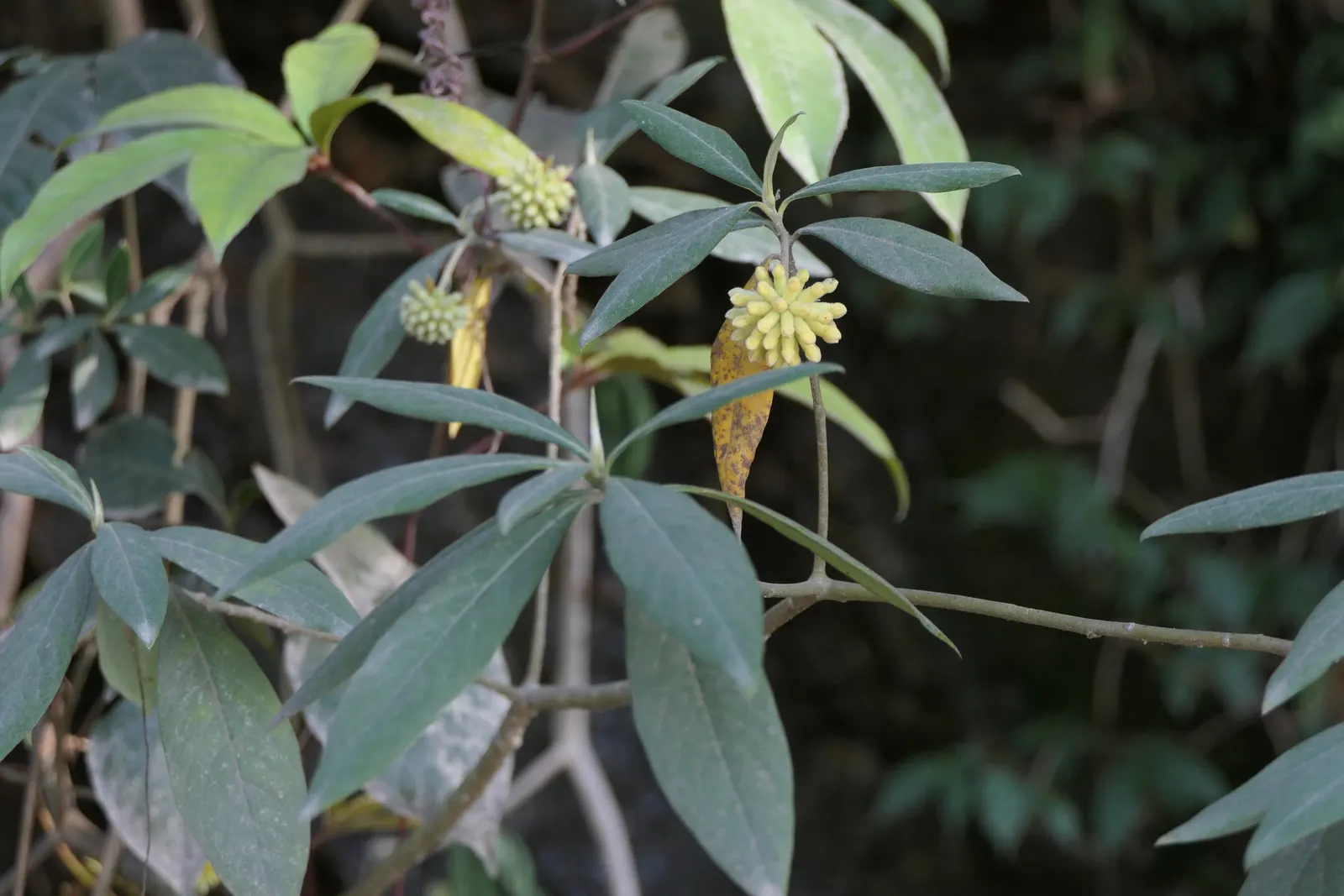 Paperbush (Edgeworthia Chrysantha) — This plant typically reaches a mature size of 4 to 6 feet in height and spread; shrub with multi-colored and, image 89