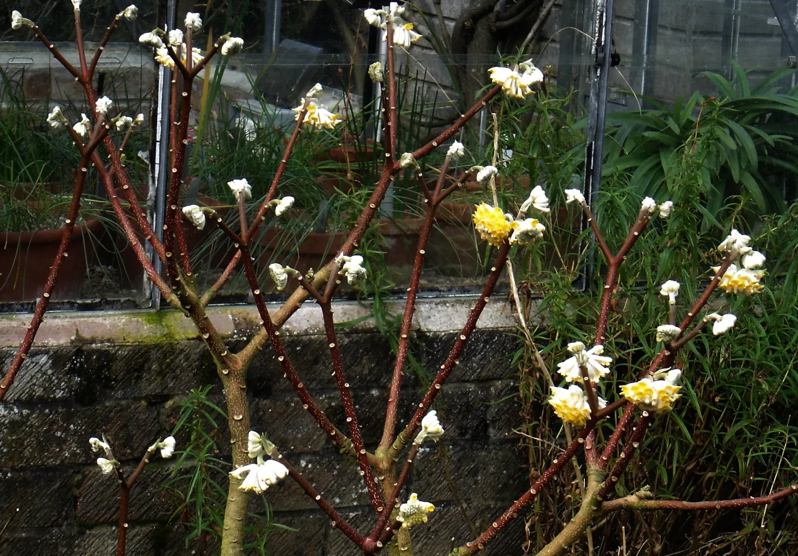 Paperbush (Edgeworthia Chrysantha) — again exposing the marvelously structured branches.<br><br>For optimal growth; it is hardy in USDA zones 7, image 73