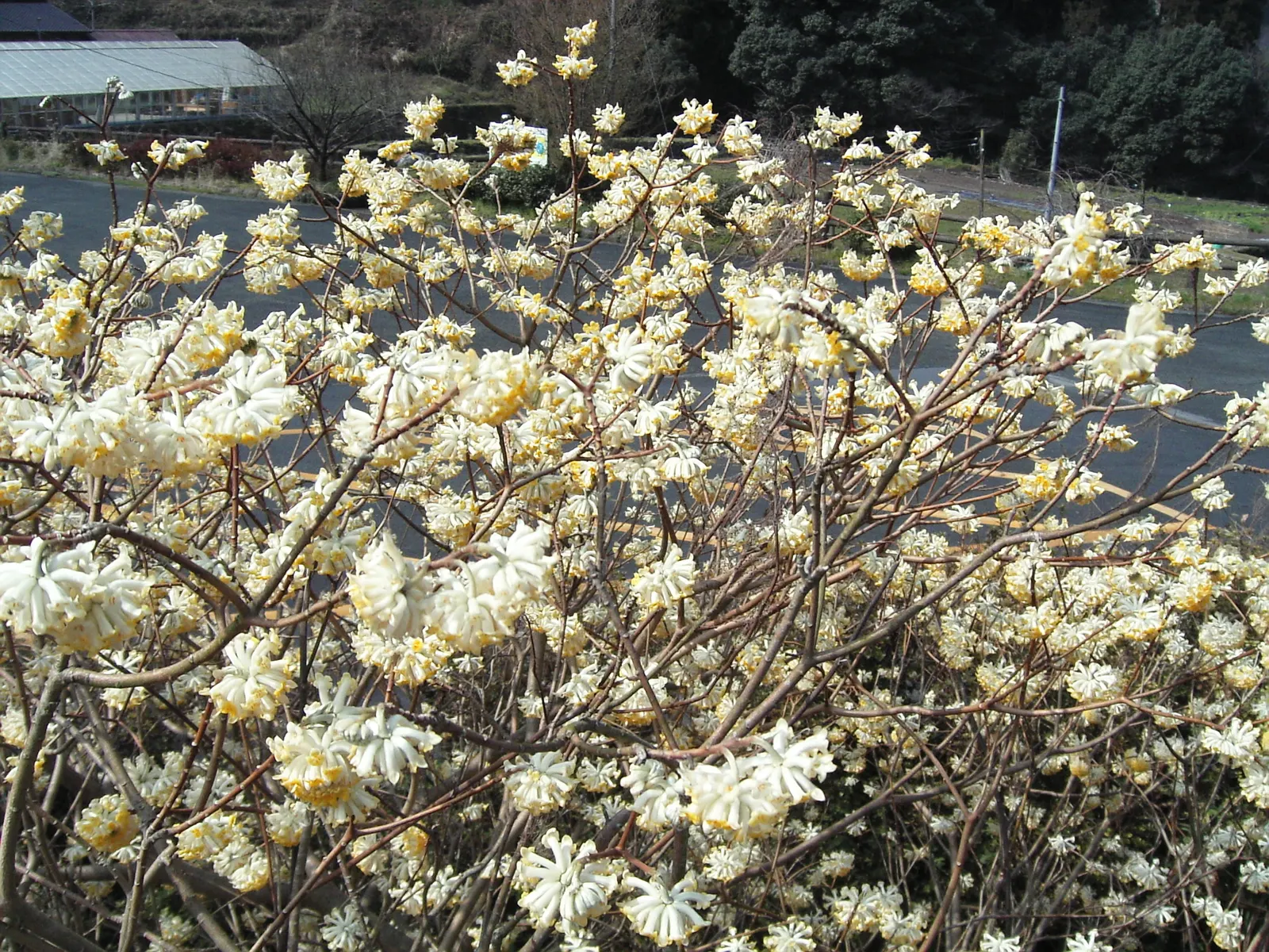 Paperbush (Edgeworthia Chrysantha) — is a distinctive deciduous shrub that adds a sculptural elegance and an all-season interest to the landscape, image 88