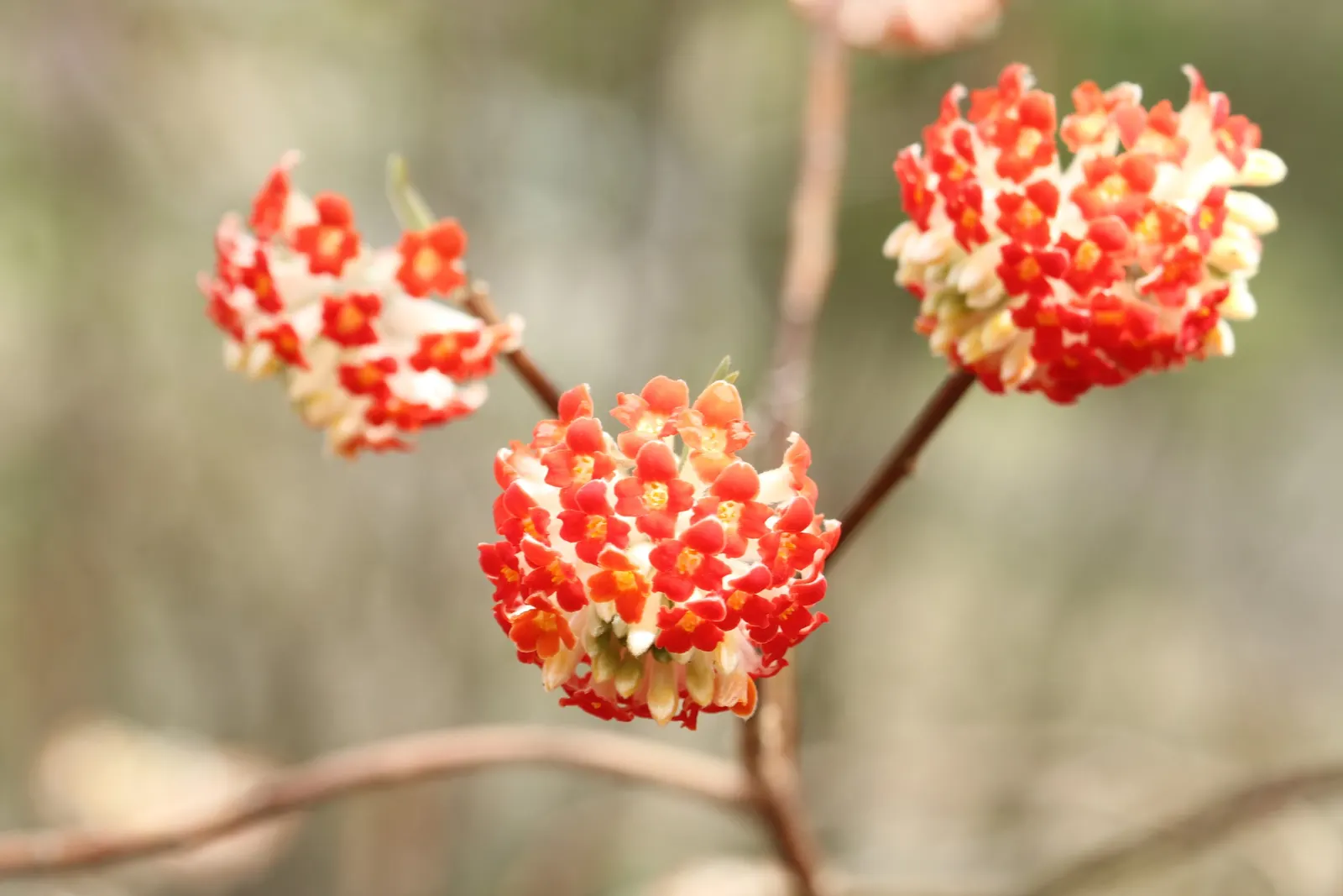 Paperbush (Edgeworthia Chrysantha) — commonly known as Paperbush; these buds bloom into fragrant