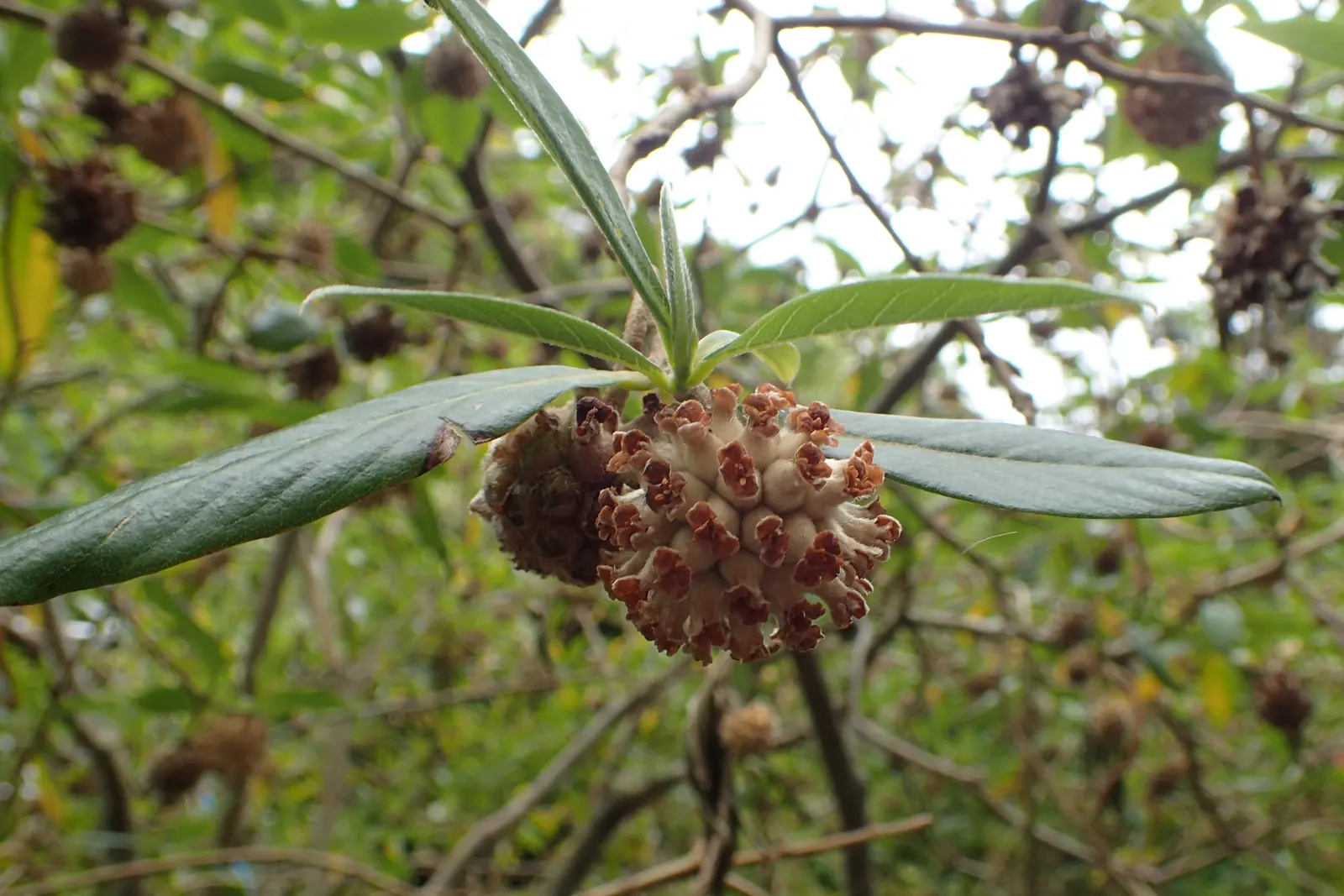 Paperbush (Edgeworthia Chrysantha) — lanceolate foliage emerges shortly after; paperbush (Edgeworthia chrysantha), a deciduous shrub, reaches up to 6 feet tall