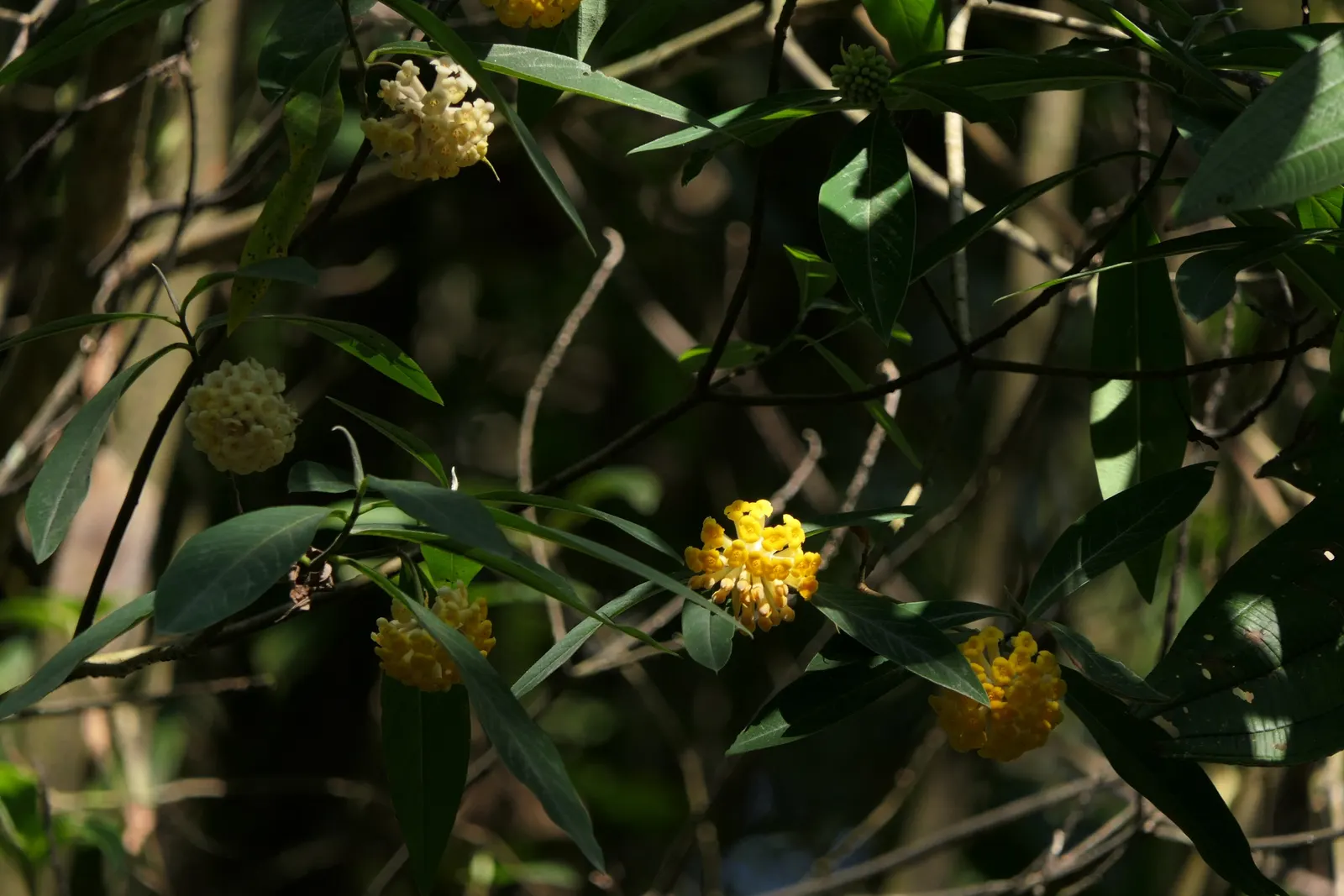 Paperbush (Edgeworthia Chrysantha) — Lush blue-green leaves emerge post-bloom, providing a textured backdrop; multi-colored and white and yellow, image 58