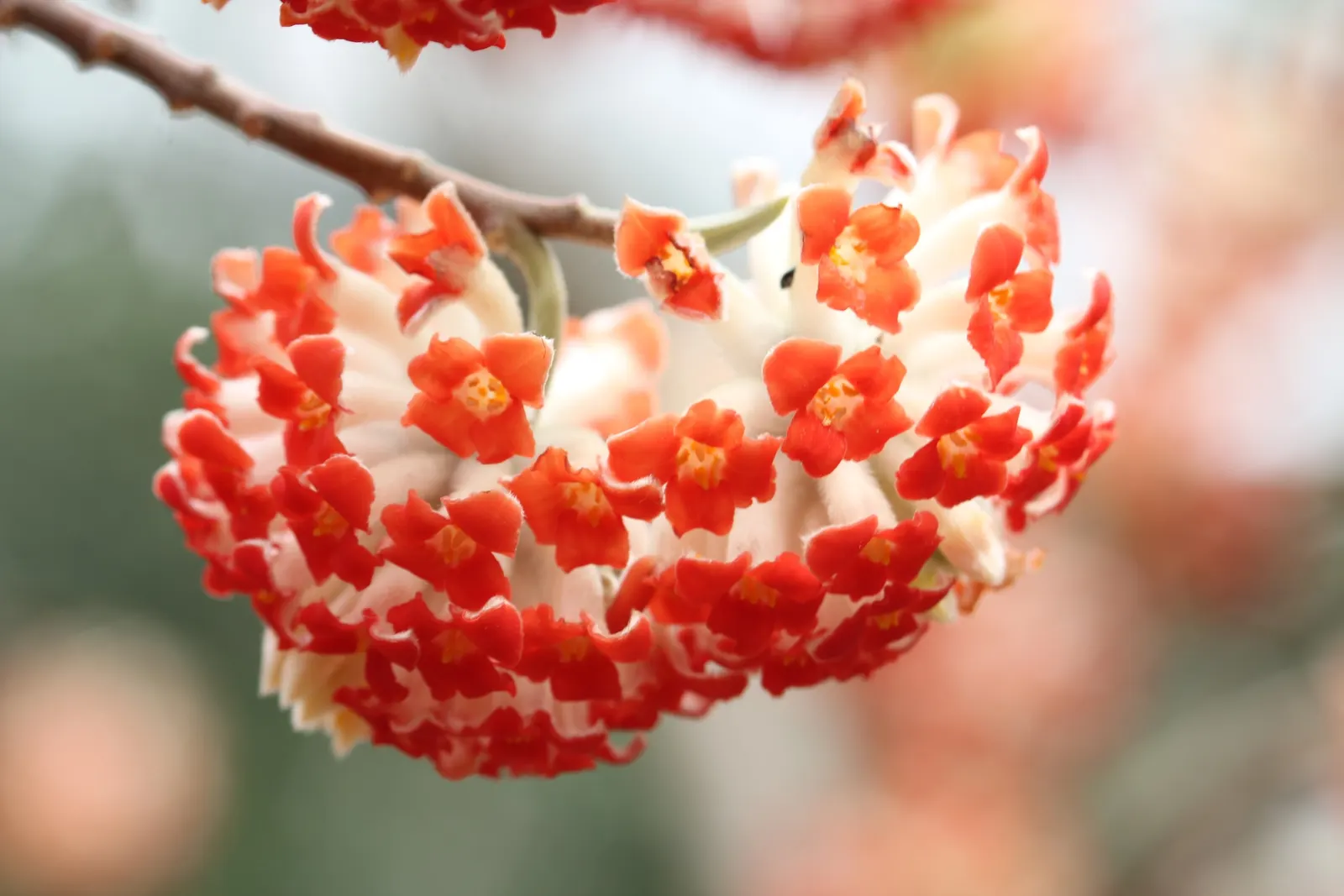 Paperbush (Edgeworthia Chrysantha) — This plant showcases silvery-gray winter buds opening to fragrant, yellow flowers in late winter/early spring, image 29