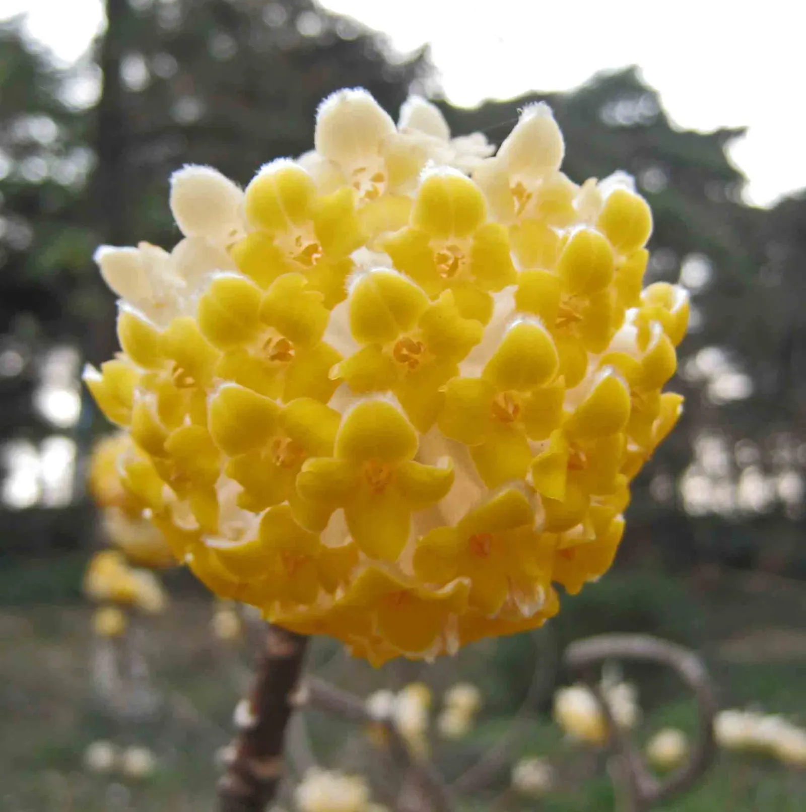 Paperbush (Edgeworthia Chrysantha) — open habit that is as wide as it is tall.<br><br>In the colder season; commonly known as Paperbush
