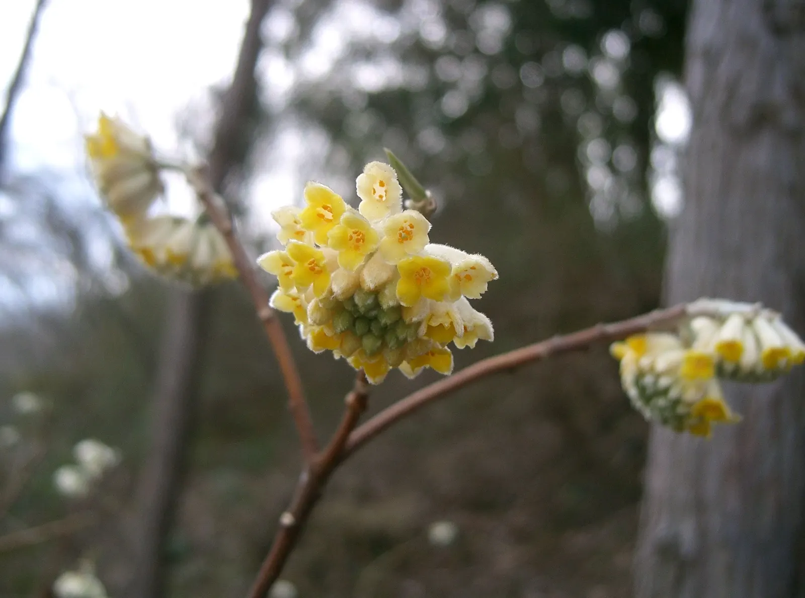 Paperbush (Edgeworthia Chrysantha) — providing a lush backdrop throughout the spring and summer months; this plant typically reaches a mature size of 4 to 6
