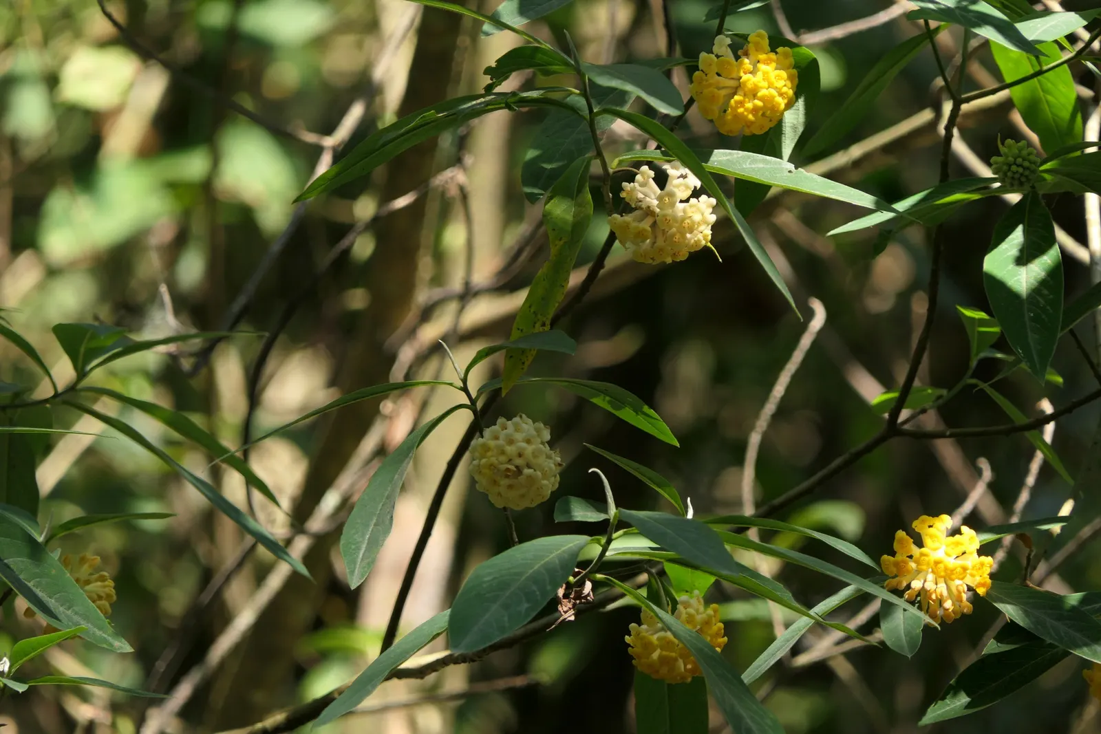 Paperbush (Edgeworthia Chrysantha) — It is hardy in USDA zones 7 through 10, tolerating temperatures down to around 0-10&deg;F; lanceolate foliage, image 103