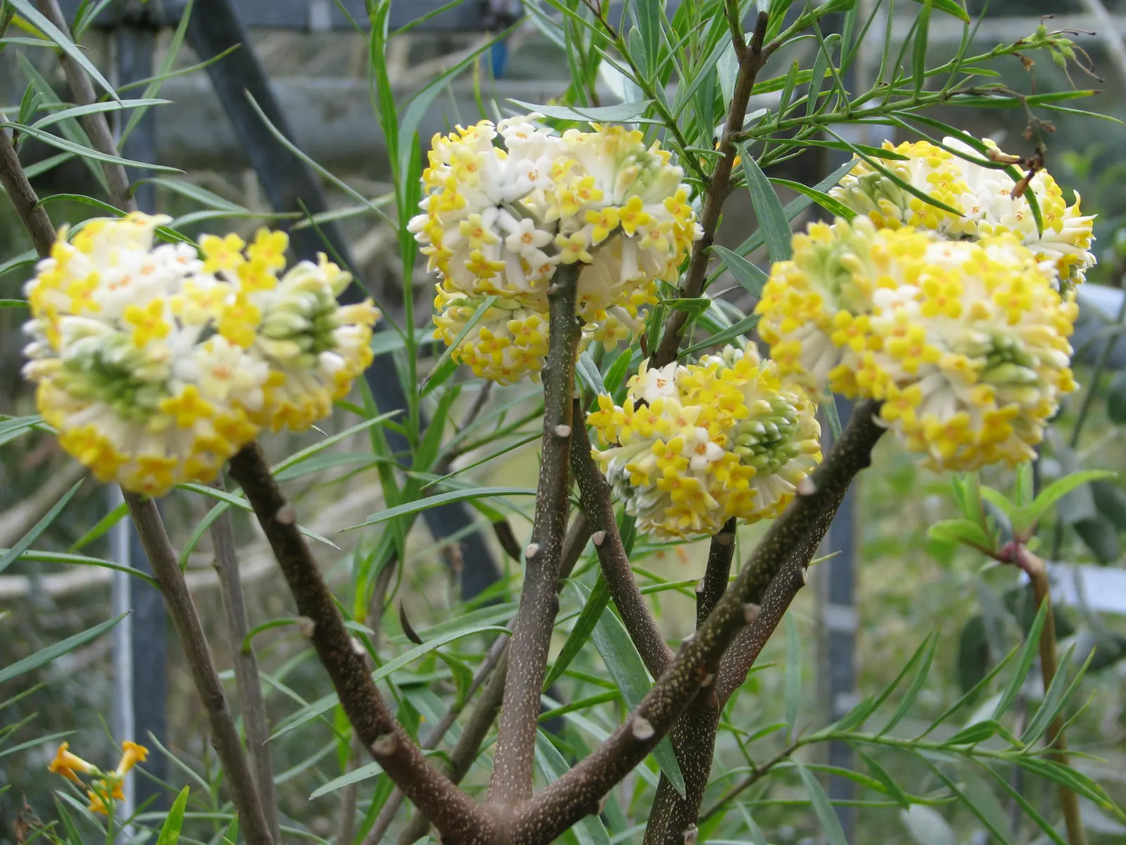 Paperbush (Edgeworthia Chrysantha) — commonly known as Paperbush; these buds bloom into fragrant, image 60