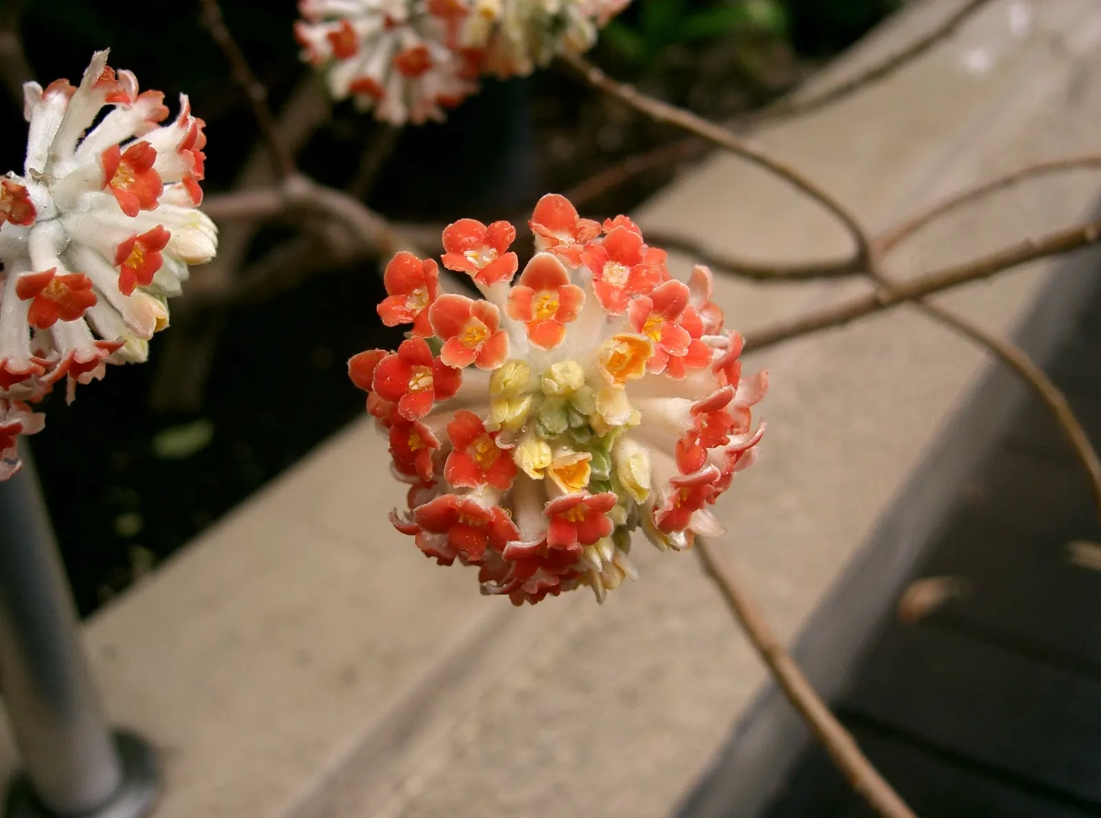 Paperbush (Edgeworthia Chrysantha) — Utilize as a focal point or in sensory gardens for its visual interest and aroma, image 59