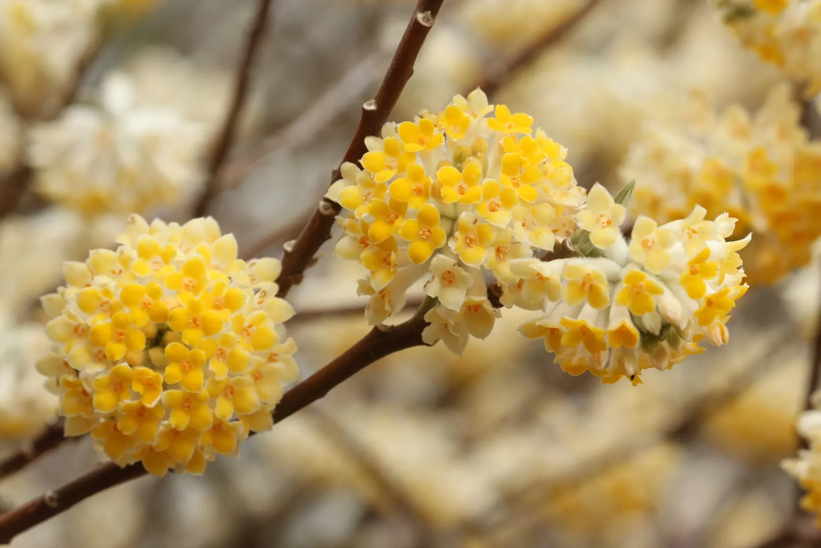 Paperbush (Edgeworthia Chrysantha) — multi-colored and white and yellow flowers in the garden; paperbush becomes a focal point with its highly, image 106