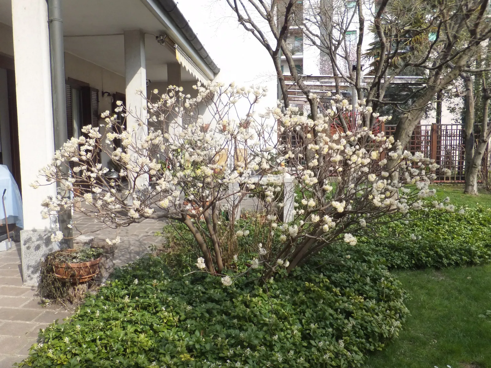 Paperbush (Edgeworthia Chrysantha) — Suited to zones 7-10, it prefers partial shade and well-drained soil
