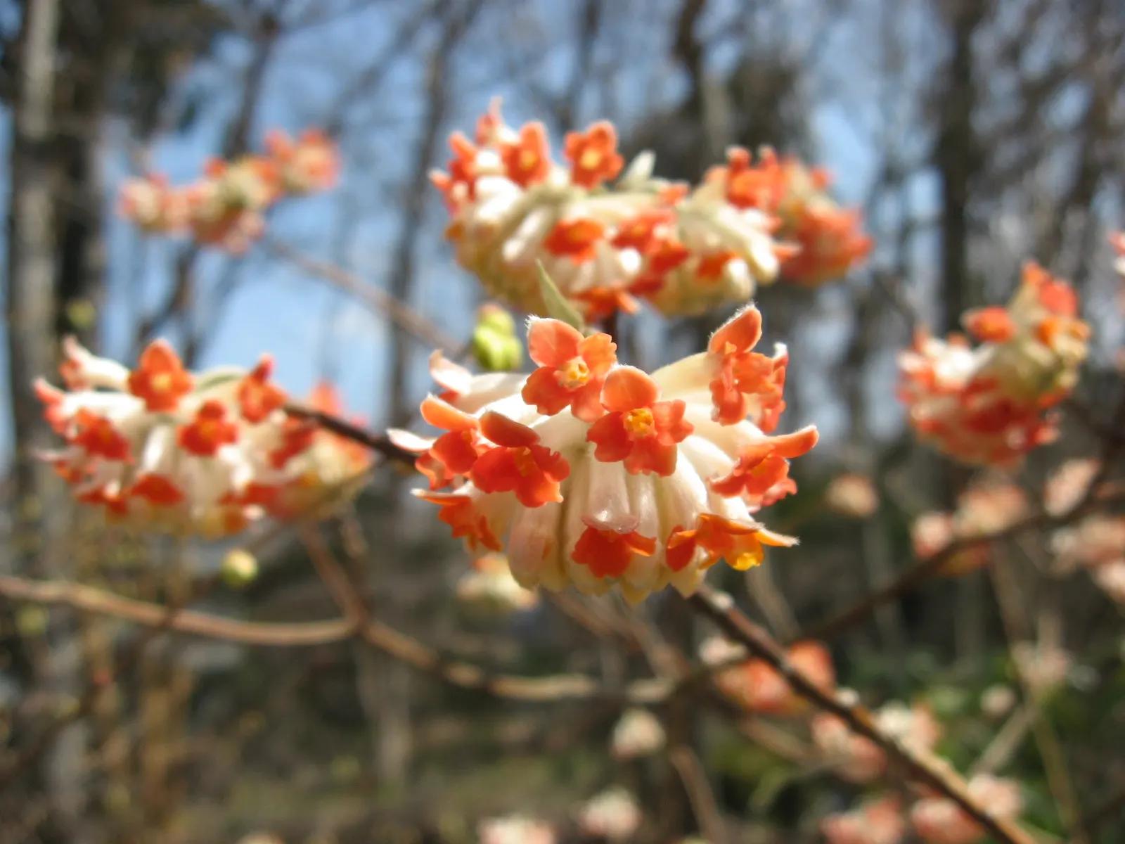 Paperbush (Edgeworthia Chrysantha) — making it a low-maintenance choice for the landscape.<br><br>In the design plan; suited to zones 7-10, it, image 105