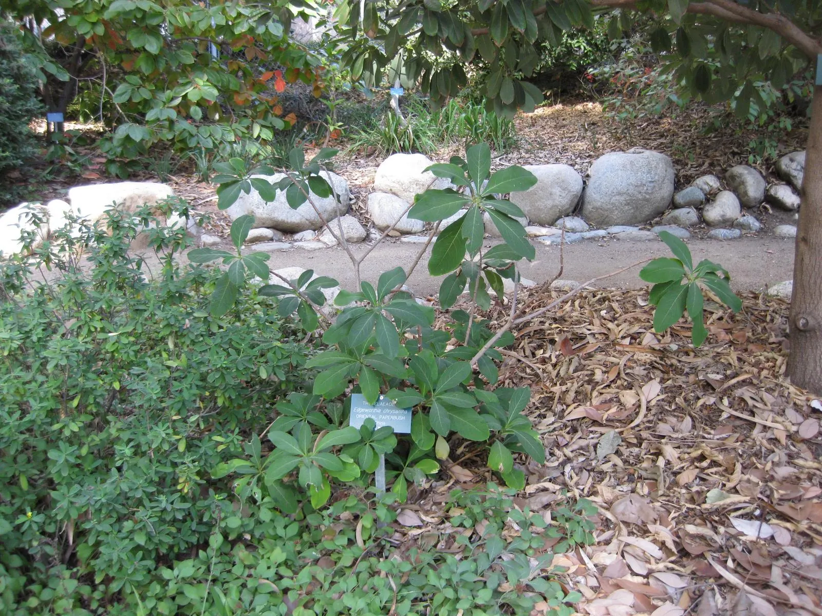 Paperbush (Edgeworthia Chrysantha) — plant the Paperbush in partially shaded to full sun locations in well-drained; this plant showcases, image 74