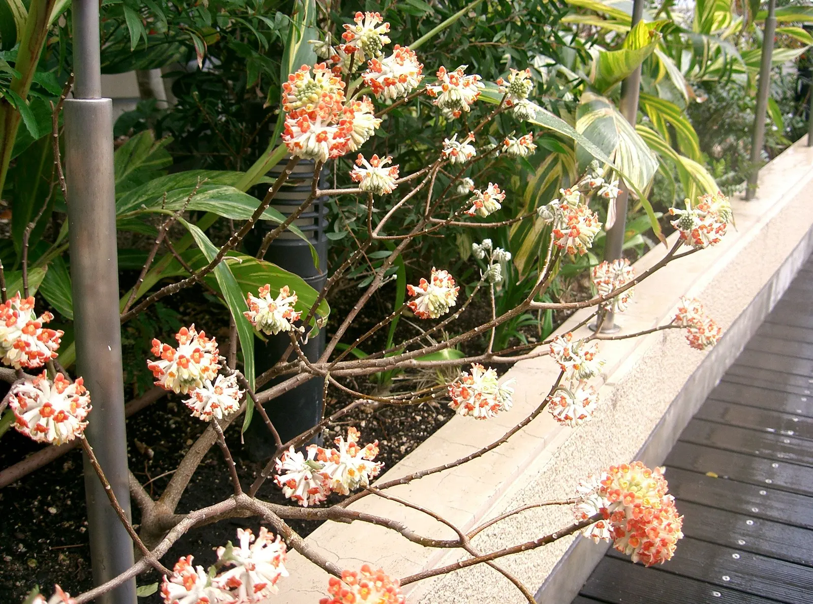 Paperbush (Edgeworthia Chrysantha) — Paperbush typically requires minimal pruning and is relatively free of serious pests and diseases, image 50