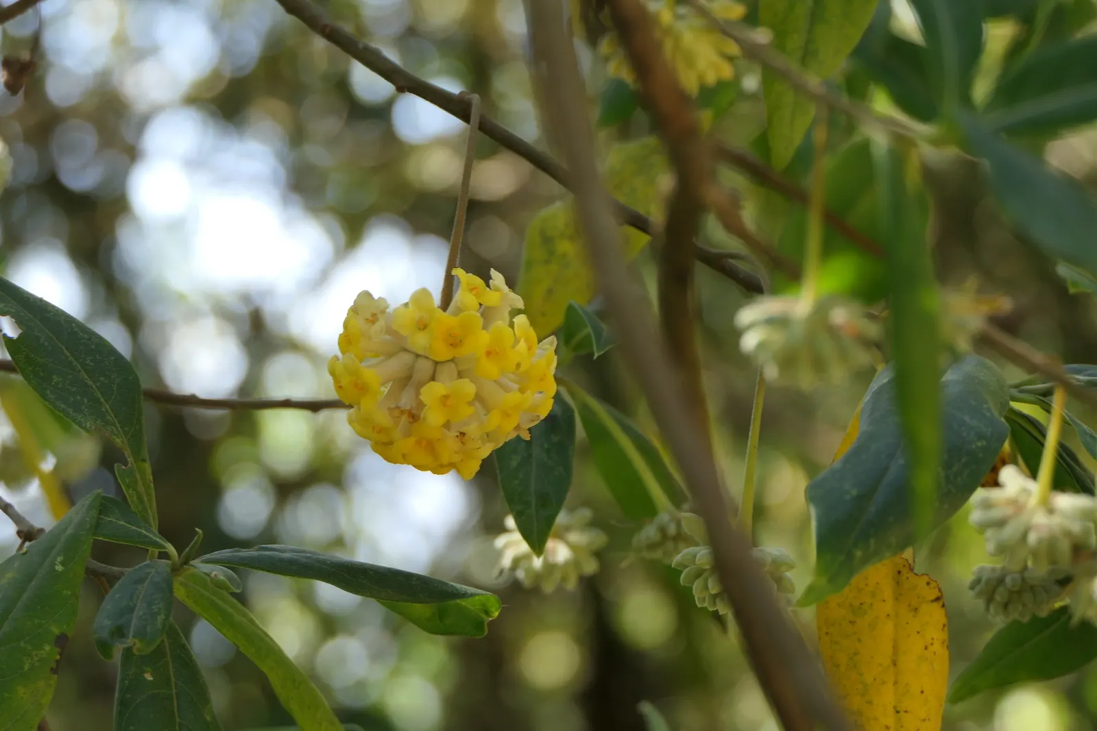 Paperbush (Edgeworthia Chrysantha) — Paperbush typically requires minimal pruning and is relatively free of serious pests and diseases, image 77