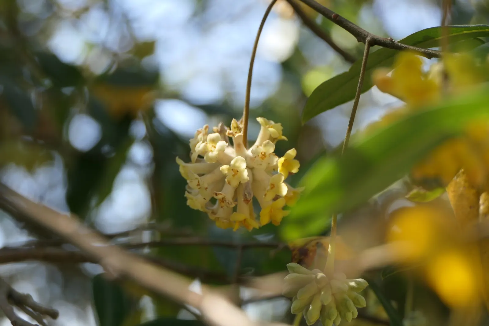 Paperbush (Edgeworthia Chrysantha) — Suited to zones 7-10, it prefers partial shade and well-drained soil; the leaves turn to shades of yellow, image 57