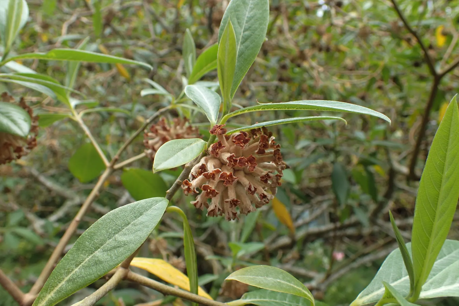 Paperbush (Edgeworthia Chrysantha) — again exposing the marvelously structured branches.<br><br>For optimal growth; it is hardy in USDA zones 7 through 10