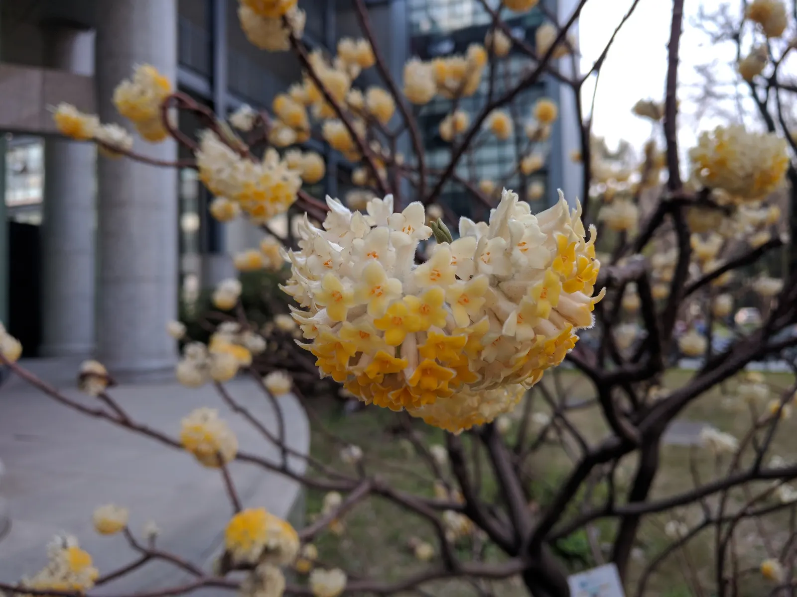 Paperbush (Edgeworthia Chrysantha) — spicy scent that is a beacon to early pollinators.<br><br>The dark green; fertile soil with consistent moisture, image 69