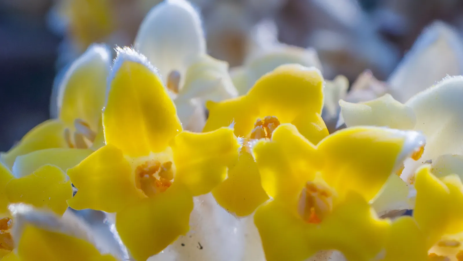 Paperbush (Edgeworthia Chrysantha) — This plant showcases silvery-gray winter buds opening to fragrant, yellow flowers in late winter/early spring, image 83