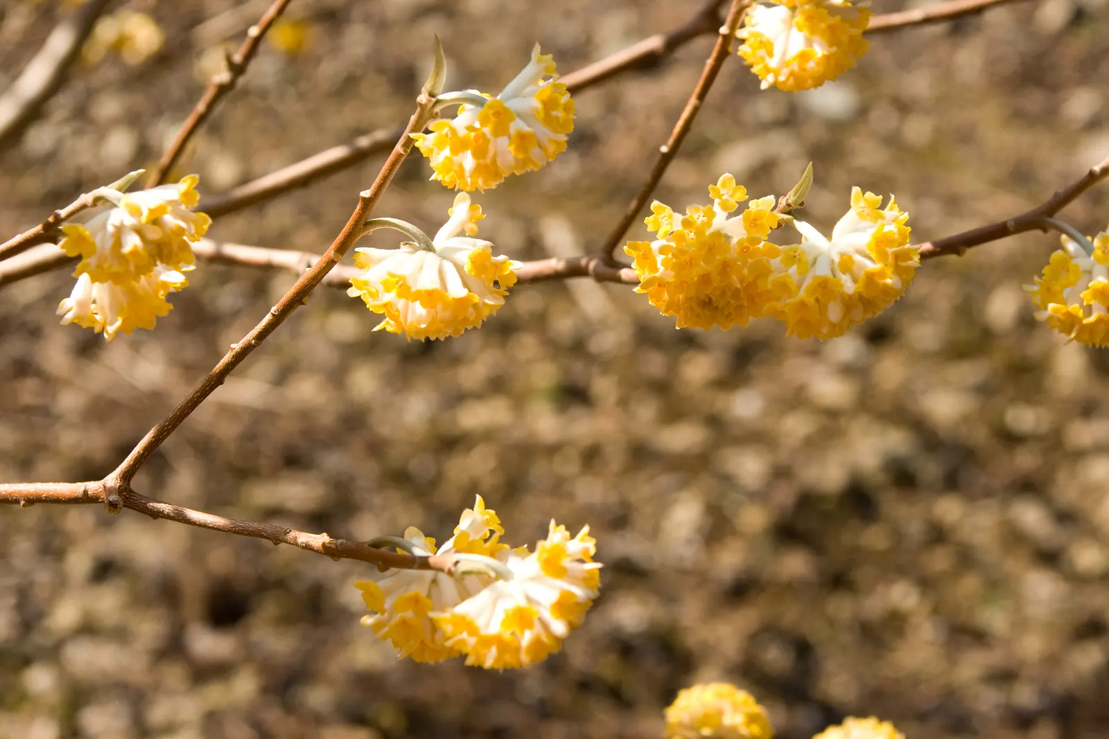 Paperbush (Edgeworthia Chrysantha) — making it a low-maintenance choice for the landscape.<br><br>In the design plan; suited to zones 7-10, it, image 78