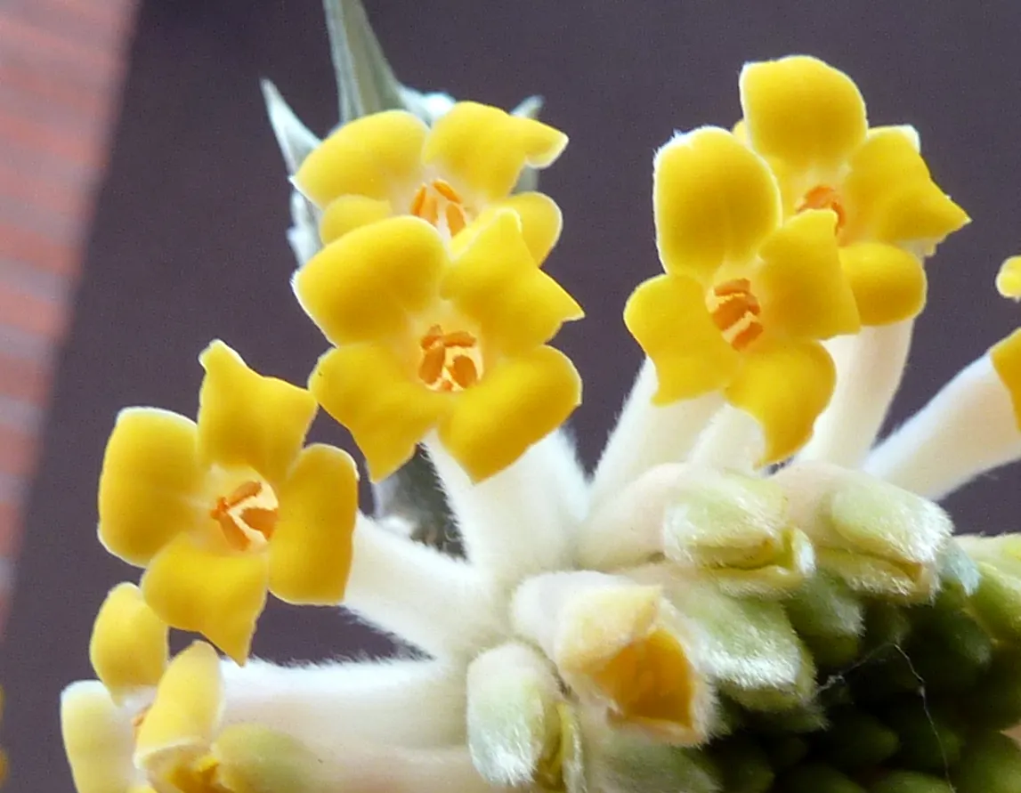 Paperbush (Edgeworthia Chrysantha) — spicy scent that is a beacon to early pollinators.<br><br>The dark green; fertile soil with consistent moisture