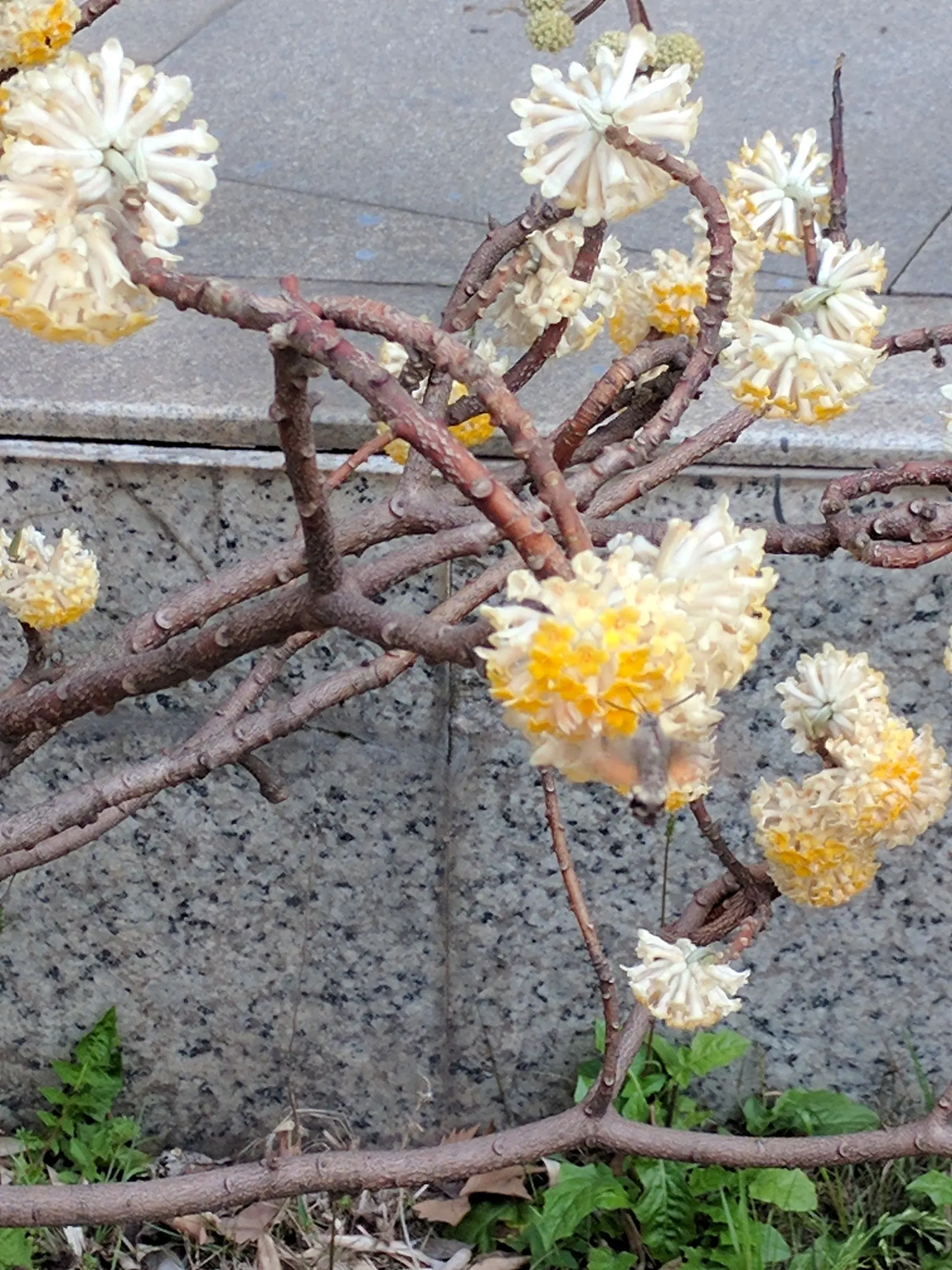 Paperbush (Edgeworthia Chrysantha) — This plant typically reaches a mature size of 4 to 6 feet in height and spread; shrub with multi-colored and, image 62