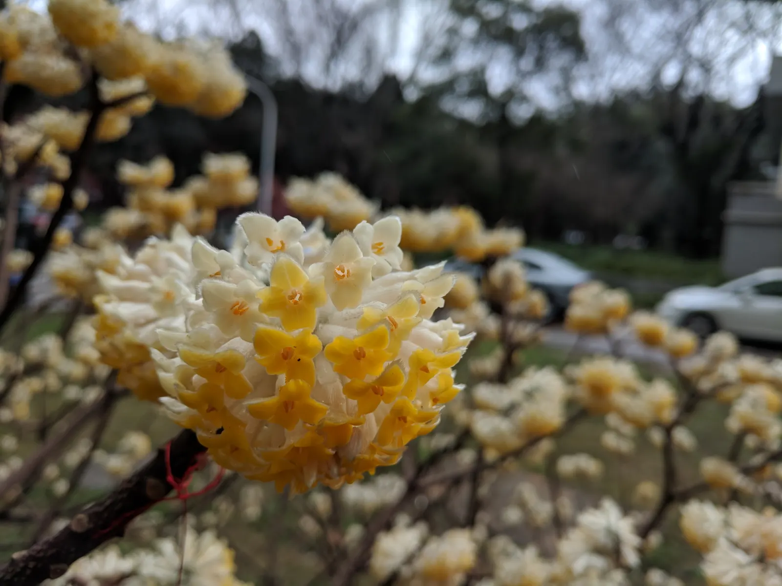 Paperbush (Edgeworthia Chrysantha) — Utilize as a focal point or in sensory gardens for its visual interest and aroma