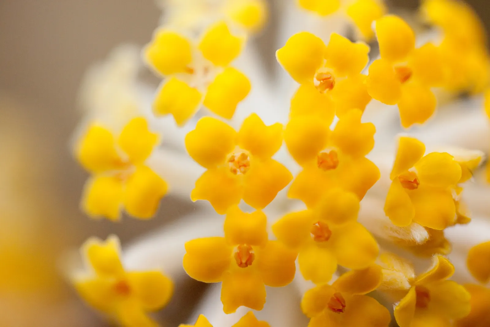 Paperbush (Edgeworthia Chrysantha) — Utilize as a focal point or in sensory gardens for its visual interest and aroma, image 32