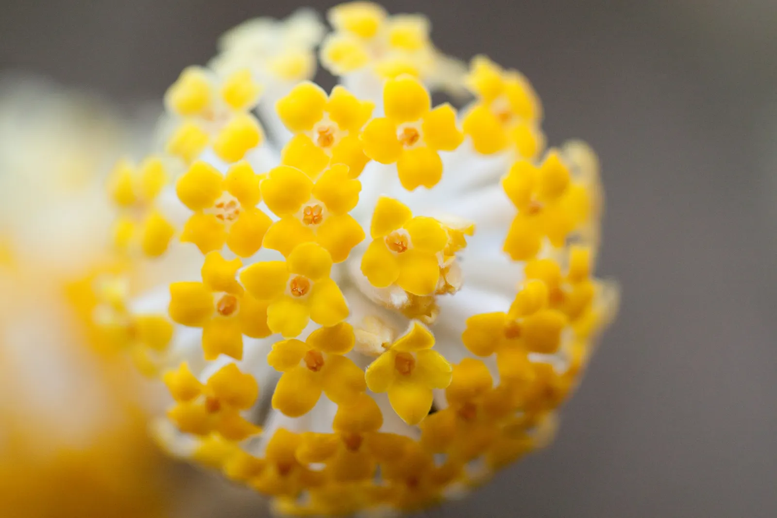 Paperbush (Edgeworthia Chrysantha) — providing a lush backdrop throughout the spring and summer months