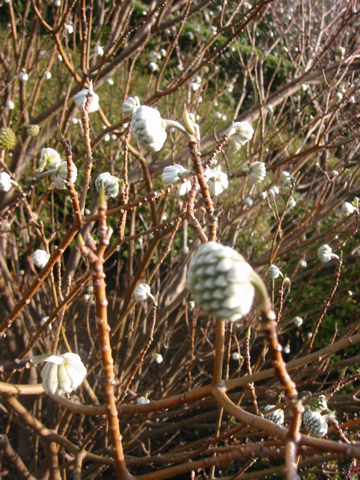Paperbush (Edgeworthia Chrysantha) — is a distinctive deciduous shrub that adds a sculptural elegance and an all-season interest to the landscape, image 61