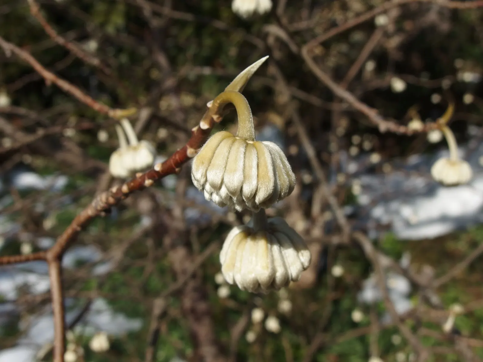 Paperbush (Edgeworthia Chrysantha) — It is hardy in USDA zones 7 through 10, tolerating temperatures down to around 0-10&deg;F; lanceolate foliage emerges