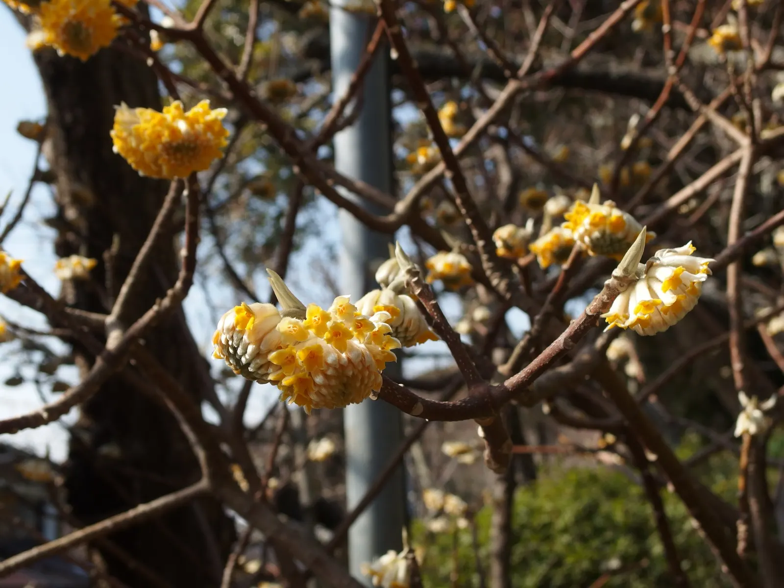 Paperbush (Edgeworthia Chrysantha) — these buds bloom into fragrant; shrub for half or shade, image 66