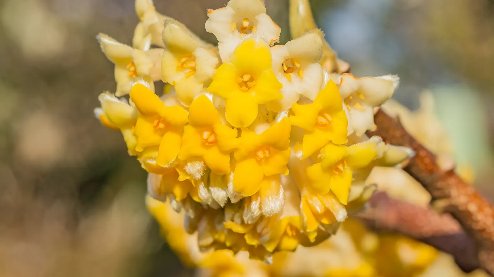 Paperbush (Edgeworthia Chrysantha) — shrub with multi-colored and white and yellow blooms; providing a lush backdrop throughout the spring and, image 107