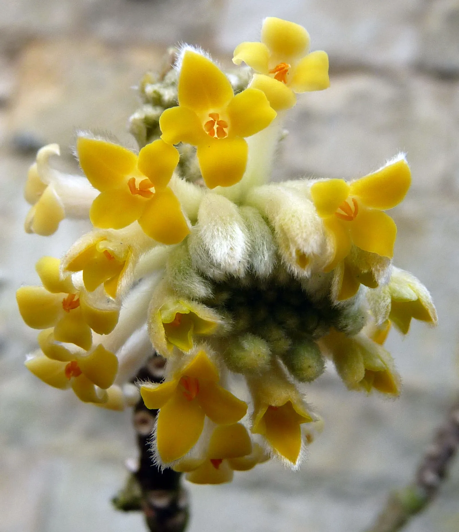 Paperbush (Edgeworthia Chrysantha) — silver-white flower buds which elegantly dangle from the tips of bare branches