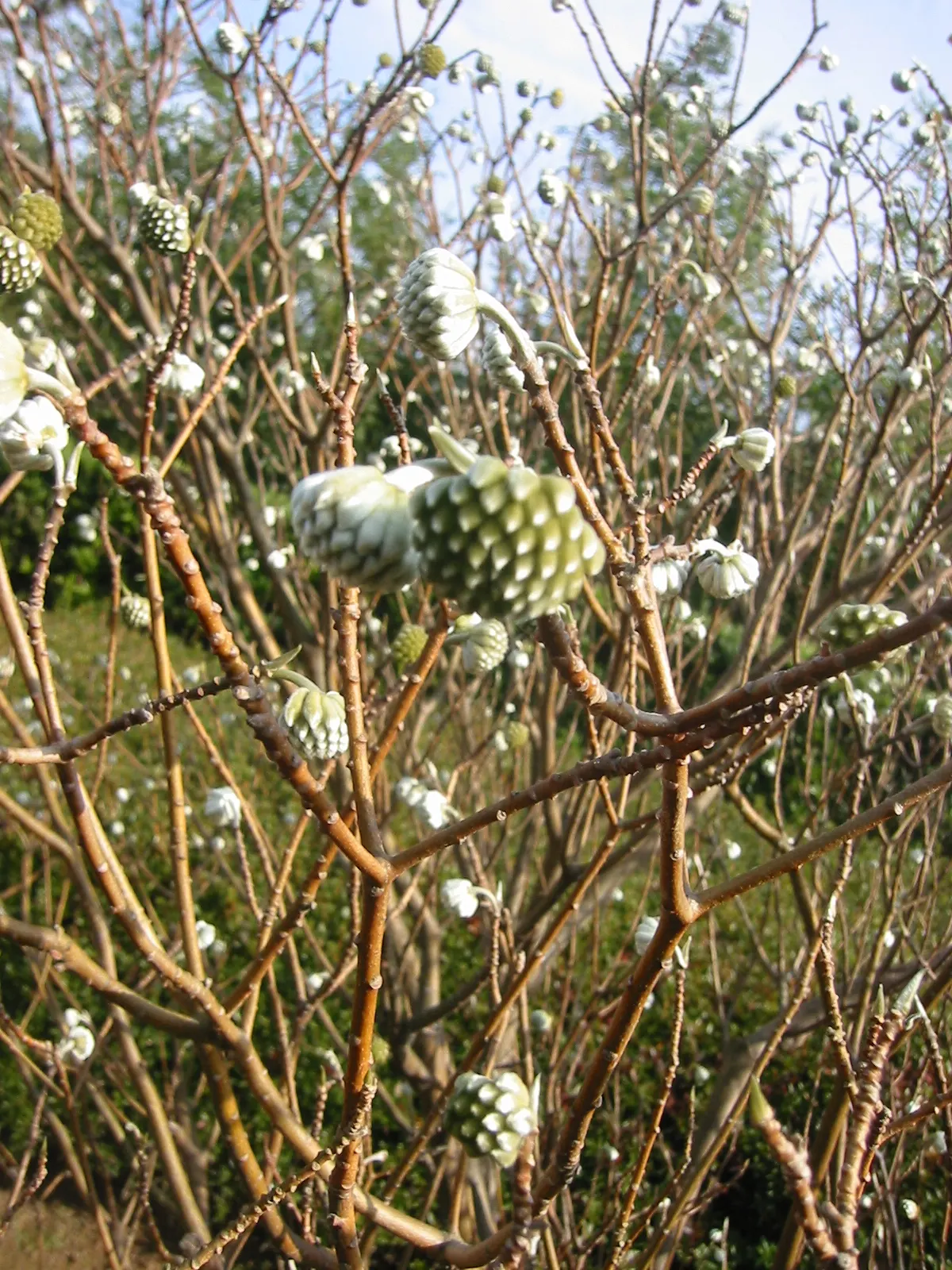 Paperbush (Edgeworthia Chrysantha) — It is hardy in USDA zones 7 through 10, tolerating temperatures down to around 0-10&deg;F