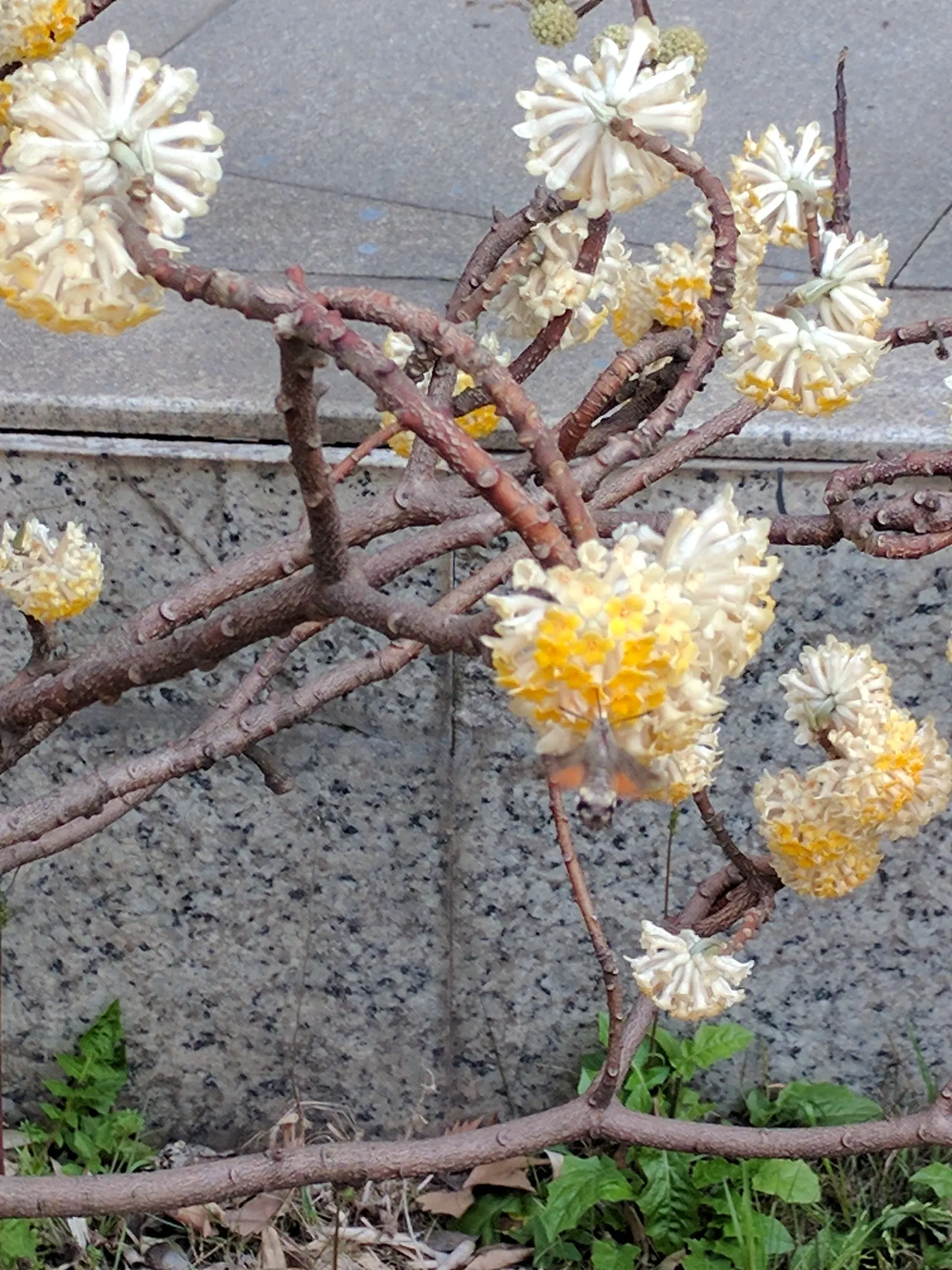 Paperbush (Edgeworthia Chrysantha) — Suited to zones 7-10, it prefers partial shade and well-drained soil; the leaves turn to shades of yellow, image 84