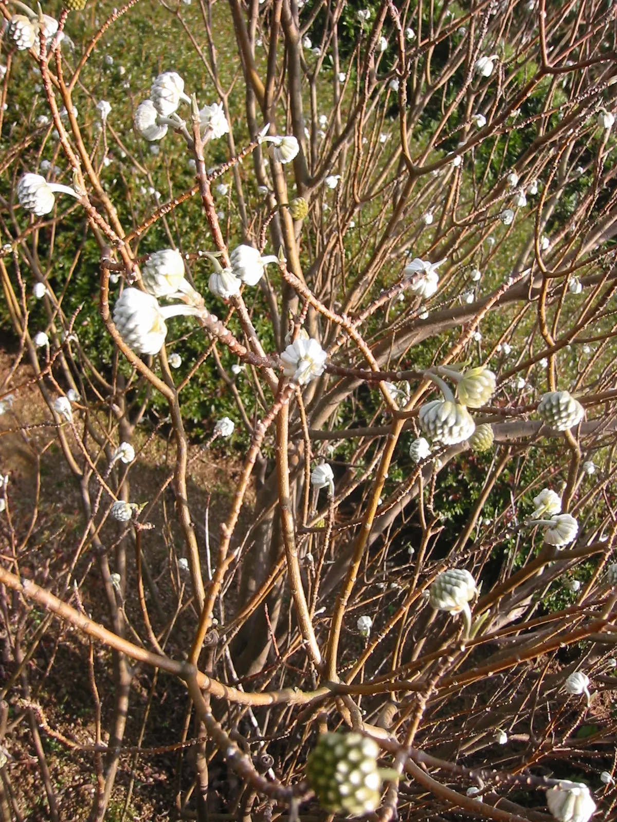 Paperbush (Edgeworthia Chrysantha) — multi-colored and white and yellow flowers in the garden; paperbush becomes a focal point with its highly distinctive