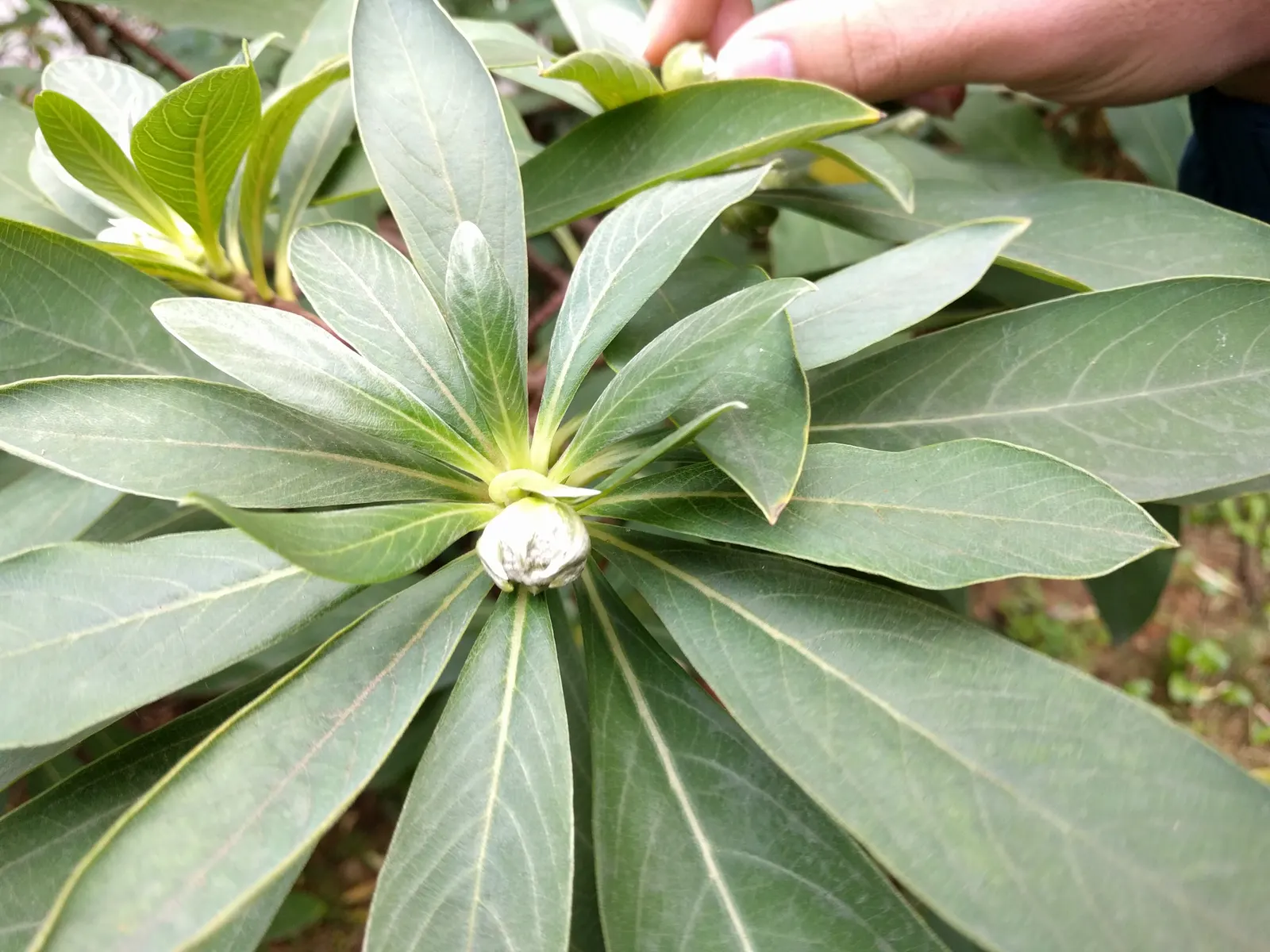 Paperbush (Edgeworthia Chrysantha) — Paperbush (Edgeworthia chrysantha), a deciduous shrub, reaches up to 6 feet tall and wide; lush blue-green, image 55