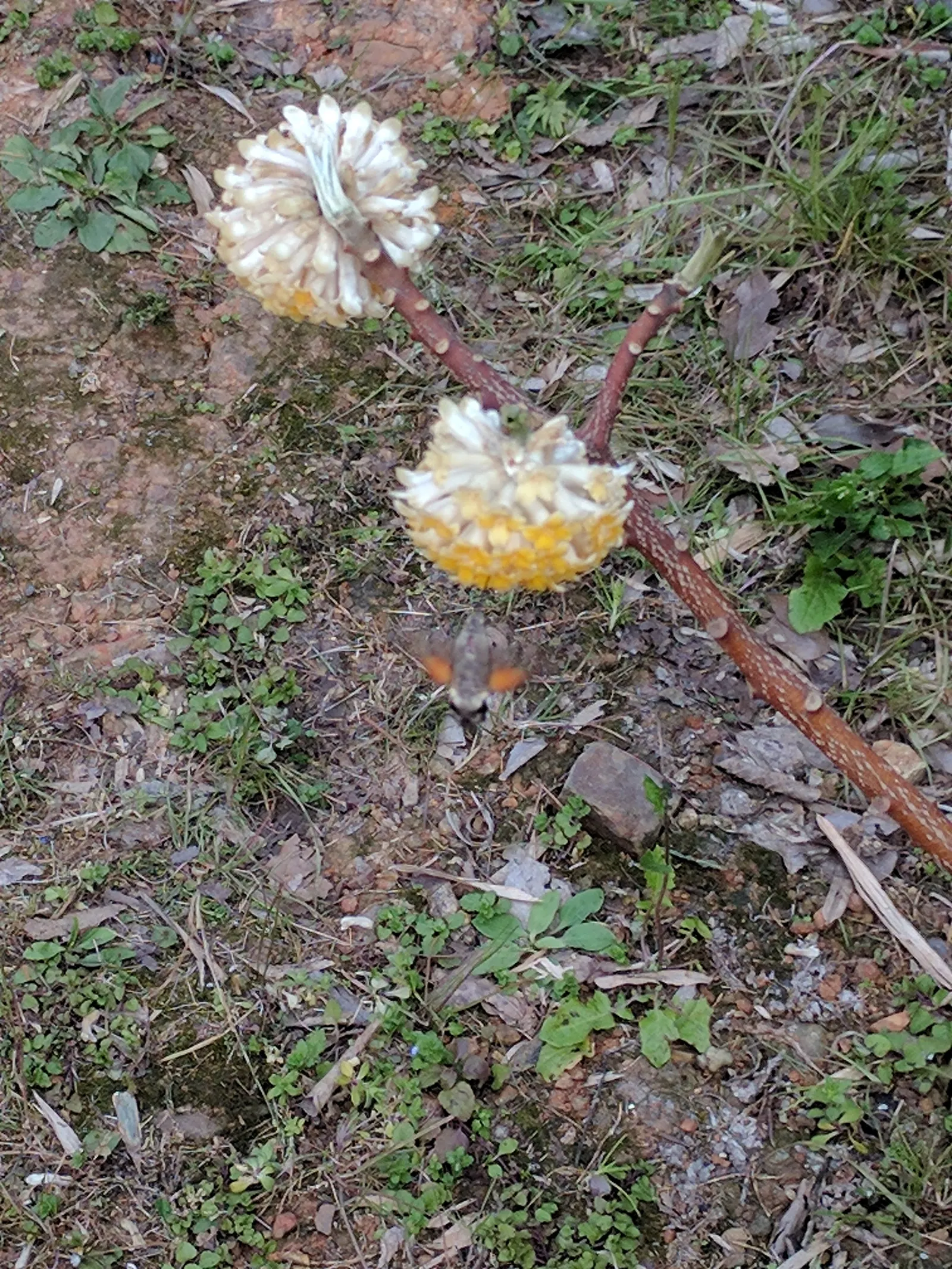 Paperbush (Edgeworthia Chrysantha) — spicy scent that is a beacon to early pollinators.<br><br>The dark green; fertile soil with consistent moisture, image 96