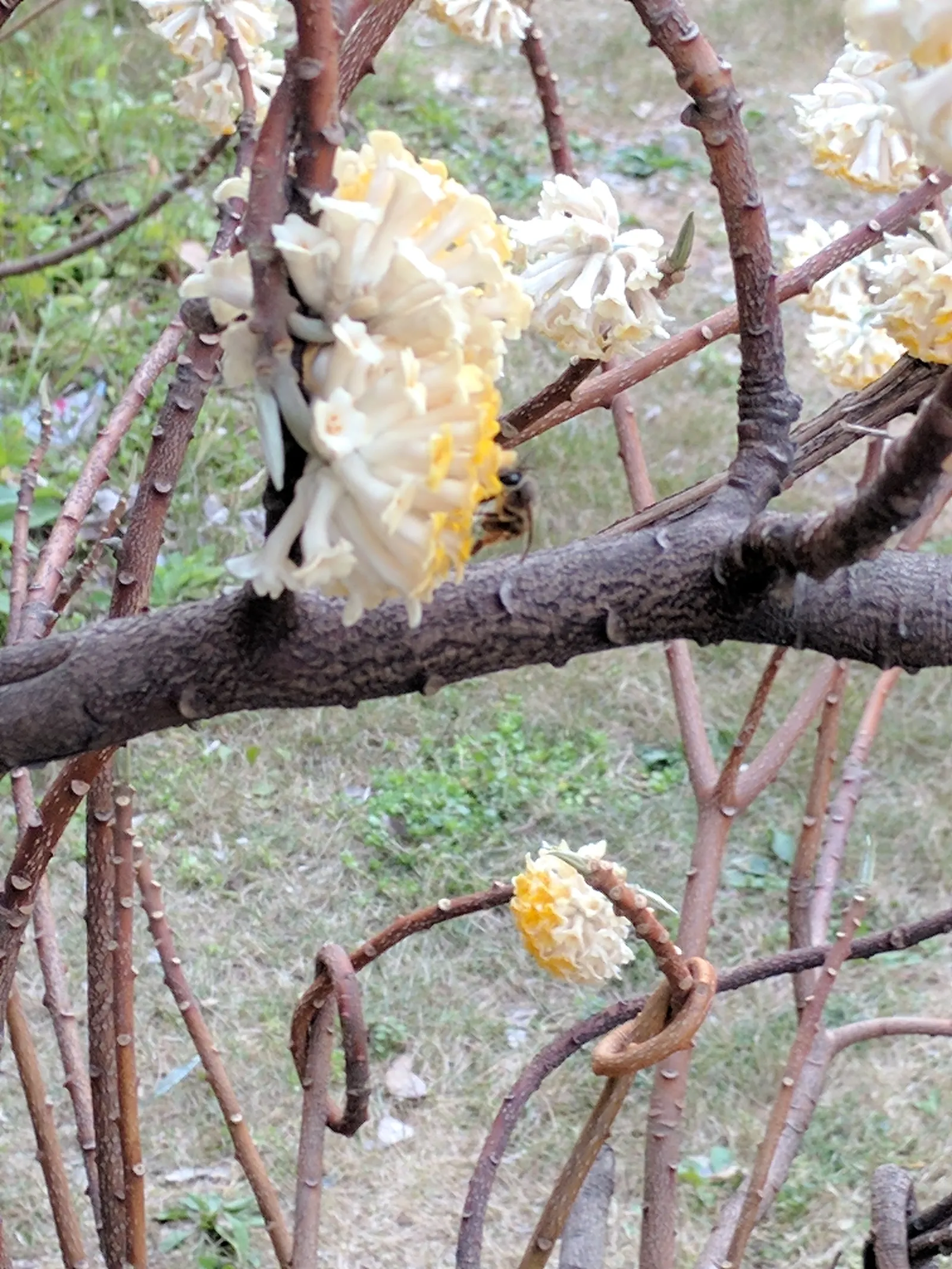 Paperbush (Edgeworthia Chrysantha) — fertile soil with consistent moisture; open habit that is as wide as it is tall.<br><br>In the colder season, image 102