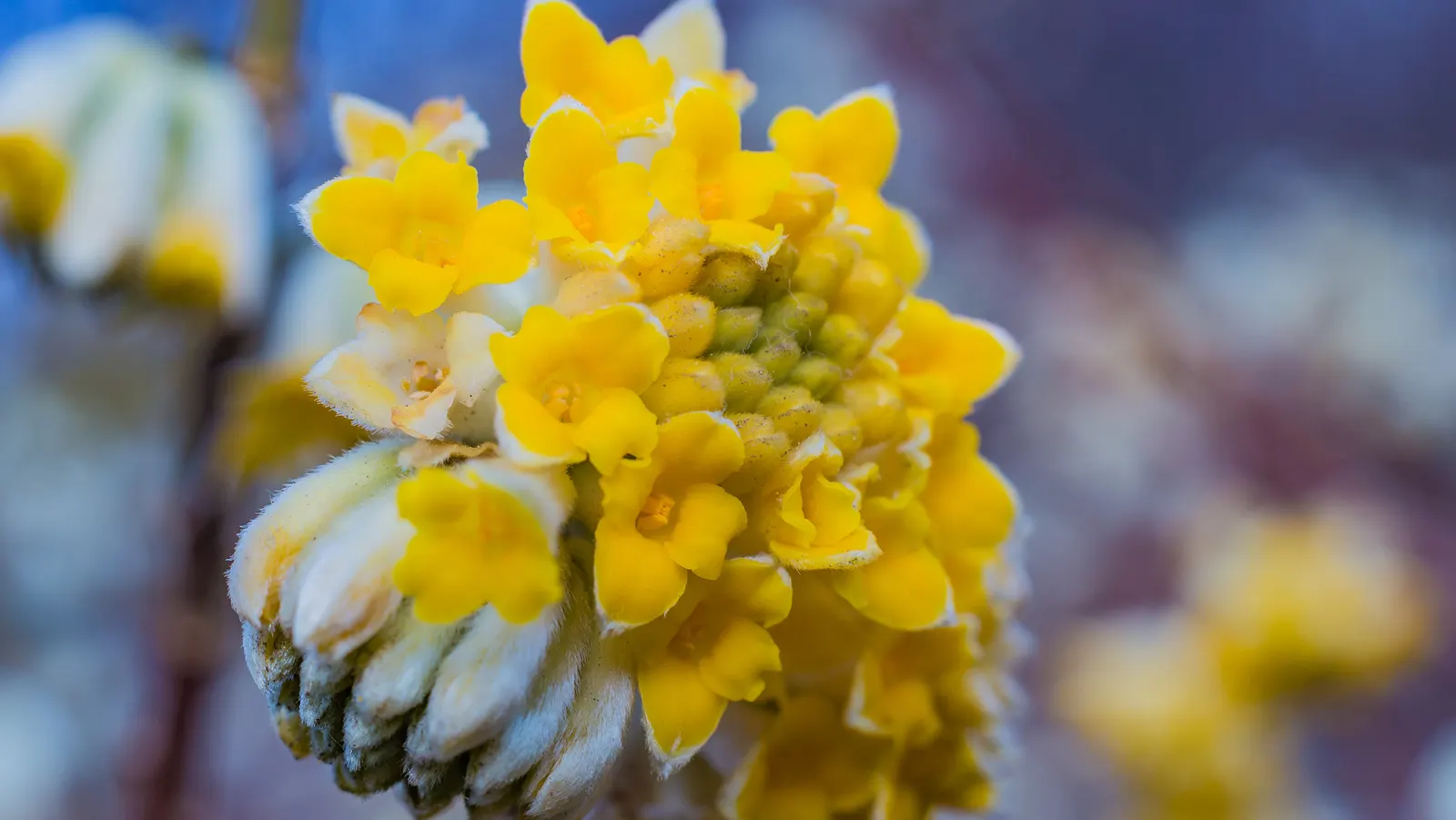 Paperbush (Edgeworthia Chrysantha) — these buds bloom into fragrant; shrub for half or shade, image 93