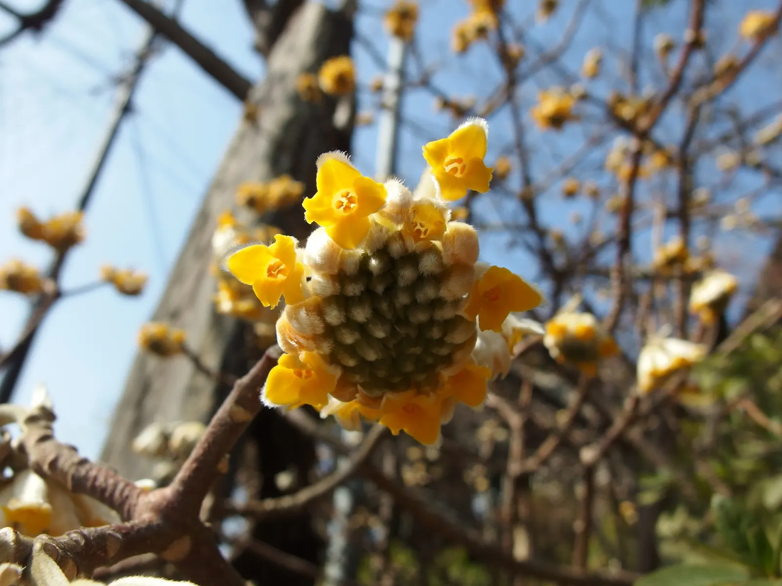 Paperbush (Edgeworthia Chrysantha) — multi-colored and white and yellow flowers in the garden; paperbush becomes a focal point with its highly, image 79
