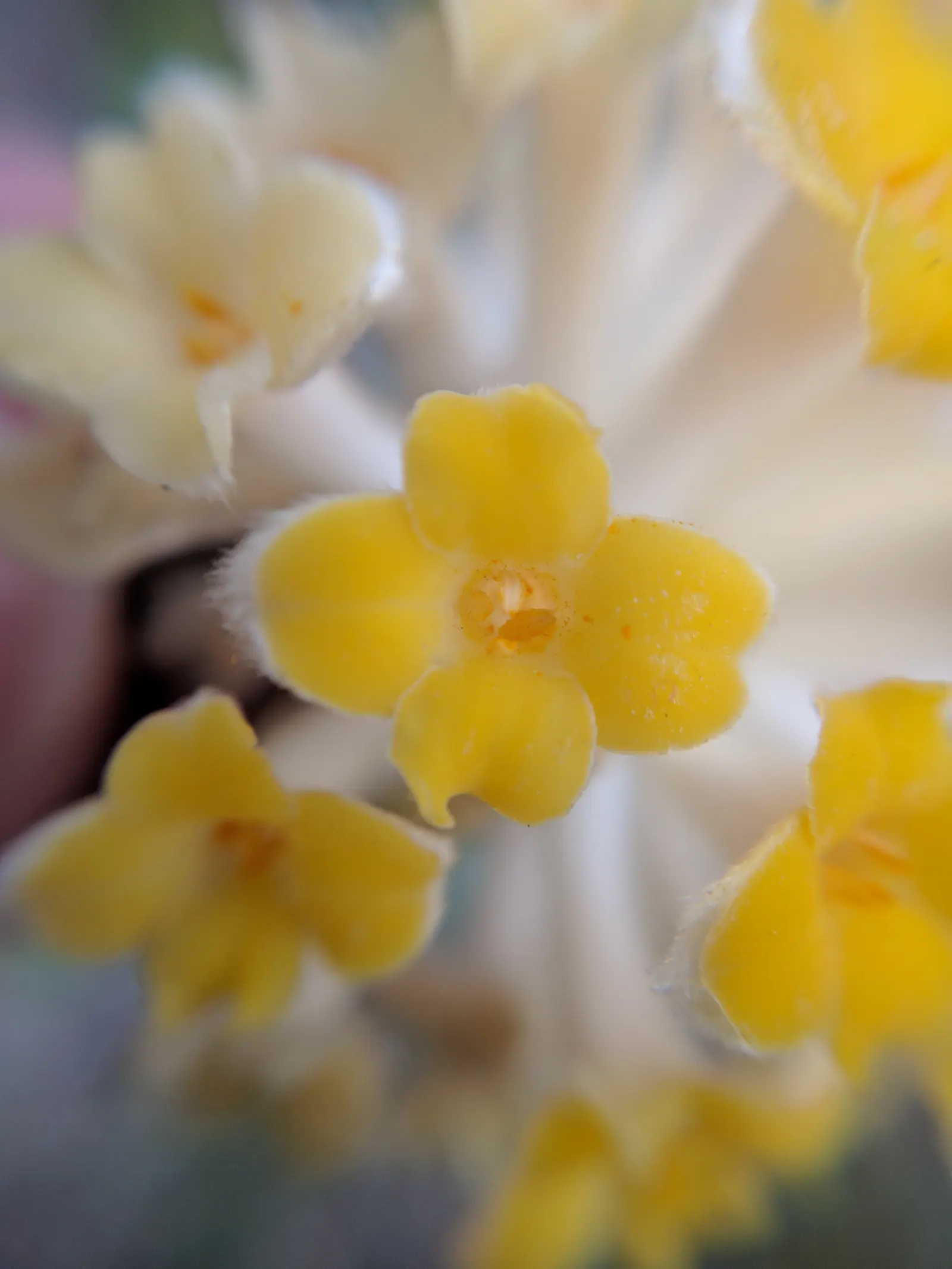 Paperbush (Edgeworthia Chrysantha) — shrub for half or shade