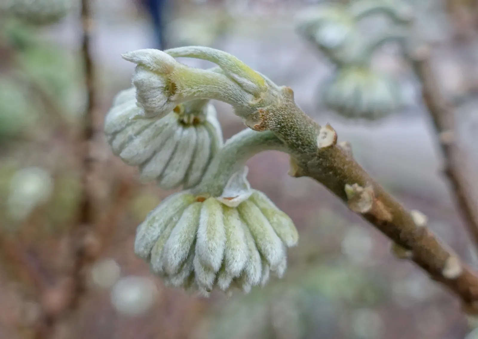 Paperbush (Edgeworthia Chrysantha) — the leaves turn to shades of yellow before shedding; spicy scent that is a beacon to early, image 72