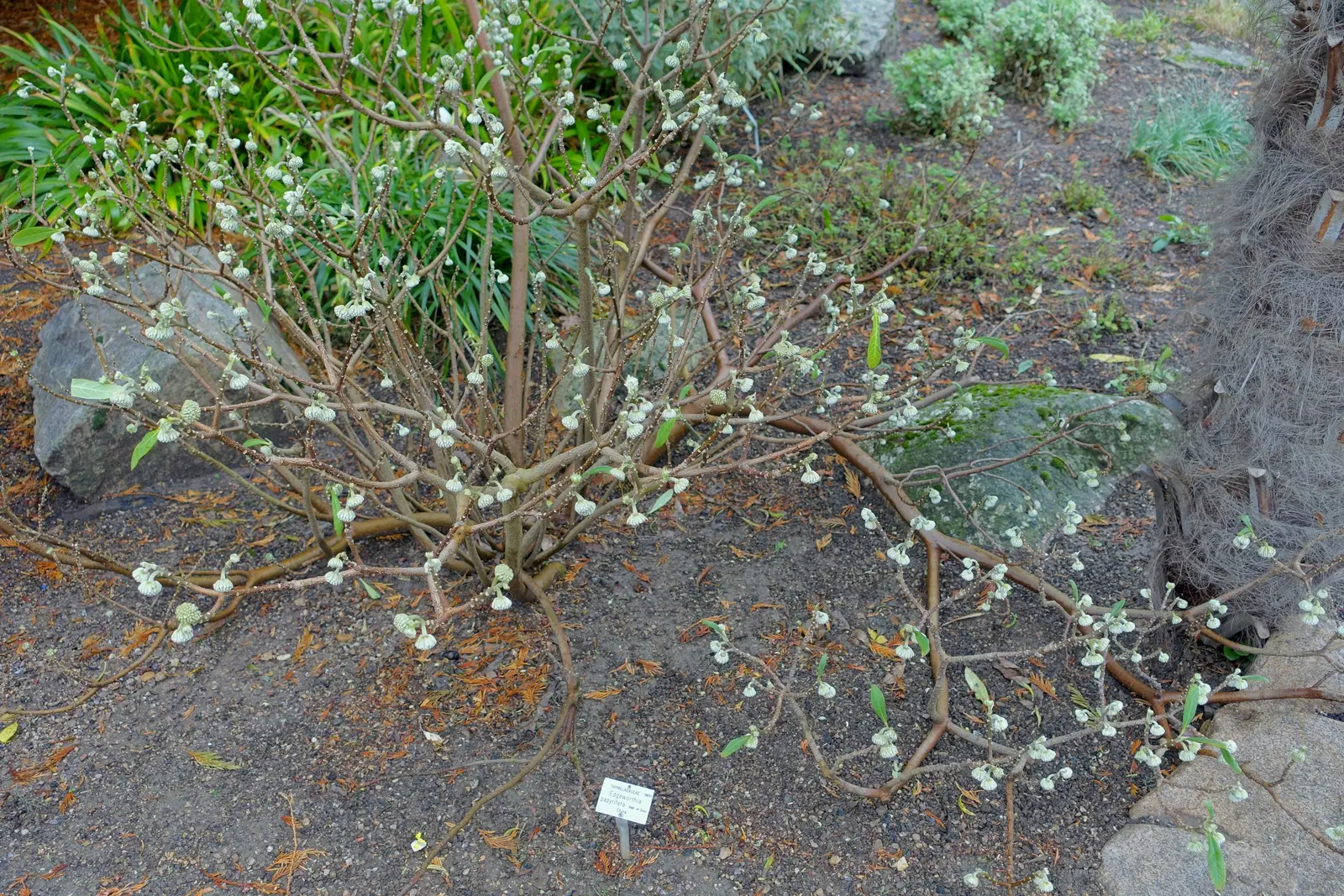 Paperbush (Edgeworthia Chrysantha) — shrub for half or shade; making it a low-maintenance choice for the landscape.<br><br>In the design plan, image 81