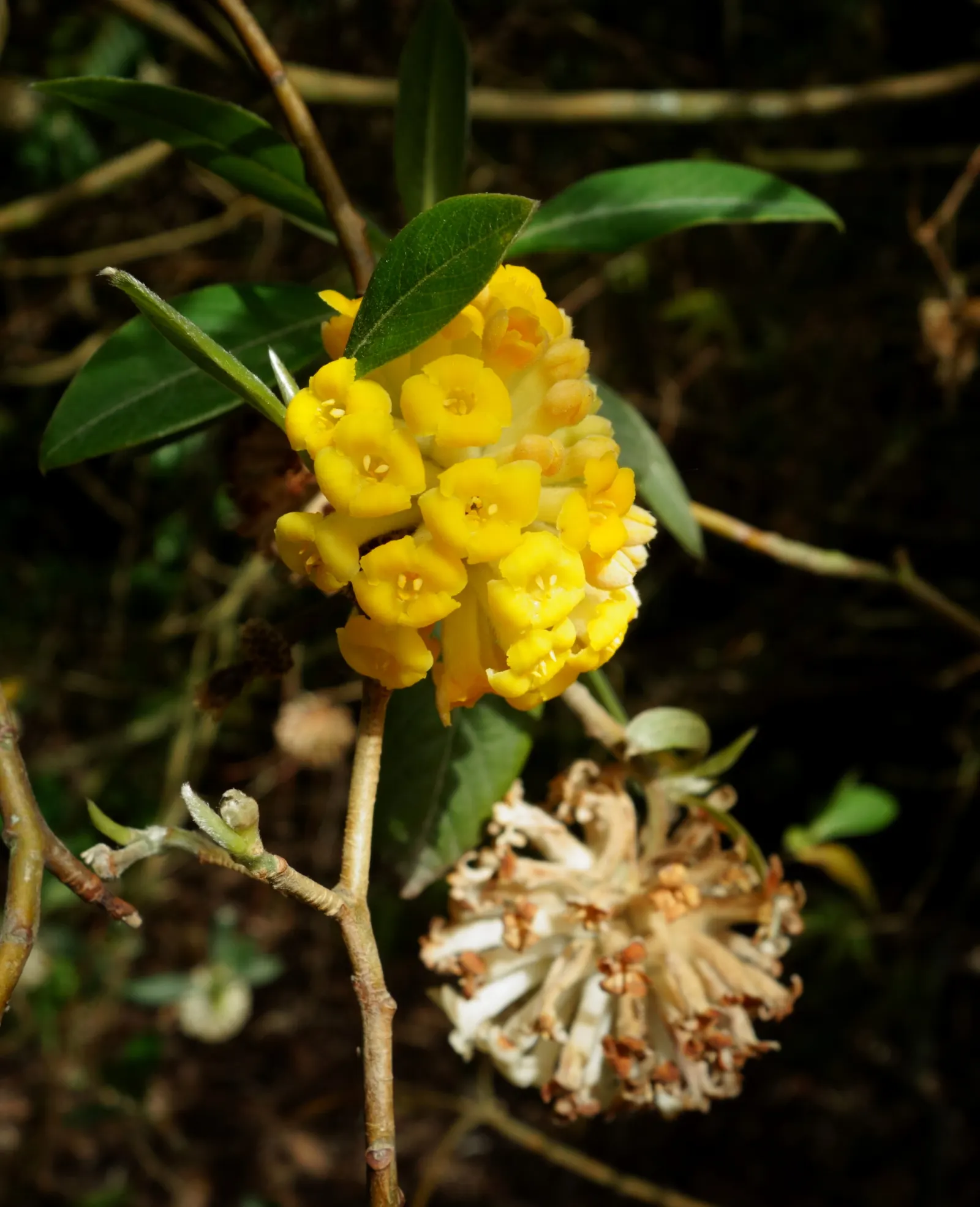 Paperbush (Edgeworthia Chrysantha) — infusing the landscape with color and a sweet