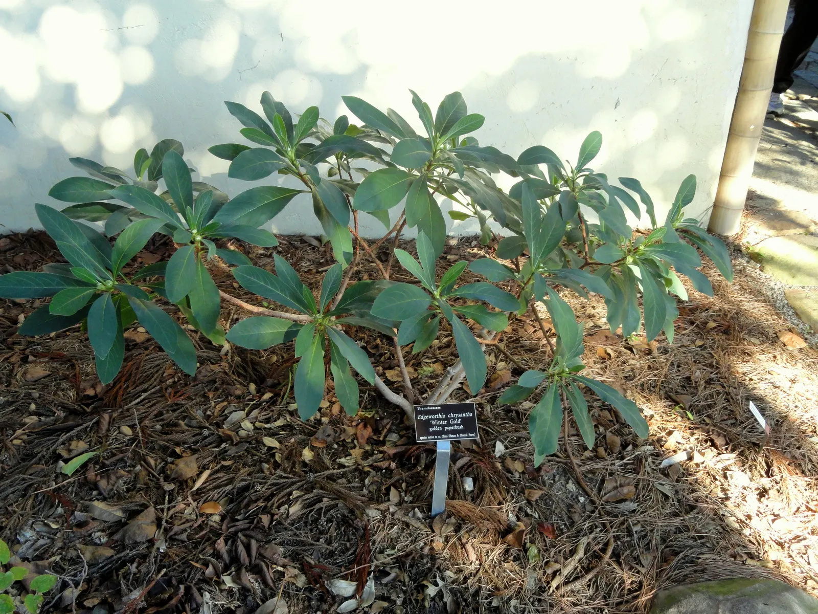 Paperbush (Edgeworthia Chrysantha) — shrub for half or shade; making it a low-maintenance choice for the landscape.<br><br>In the design plan, image 108