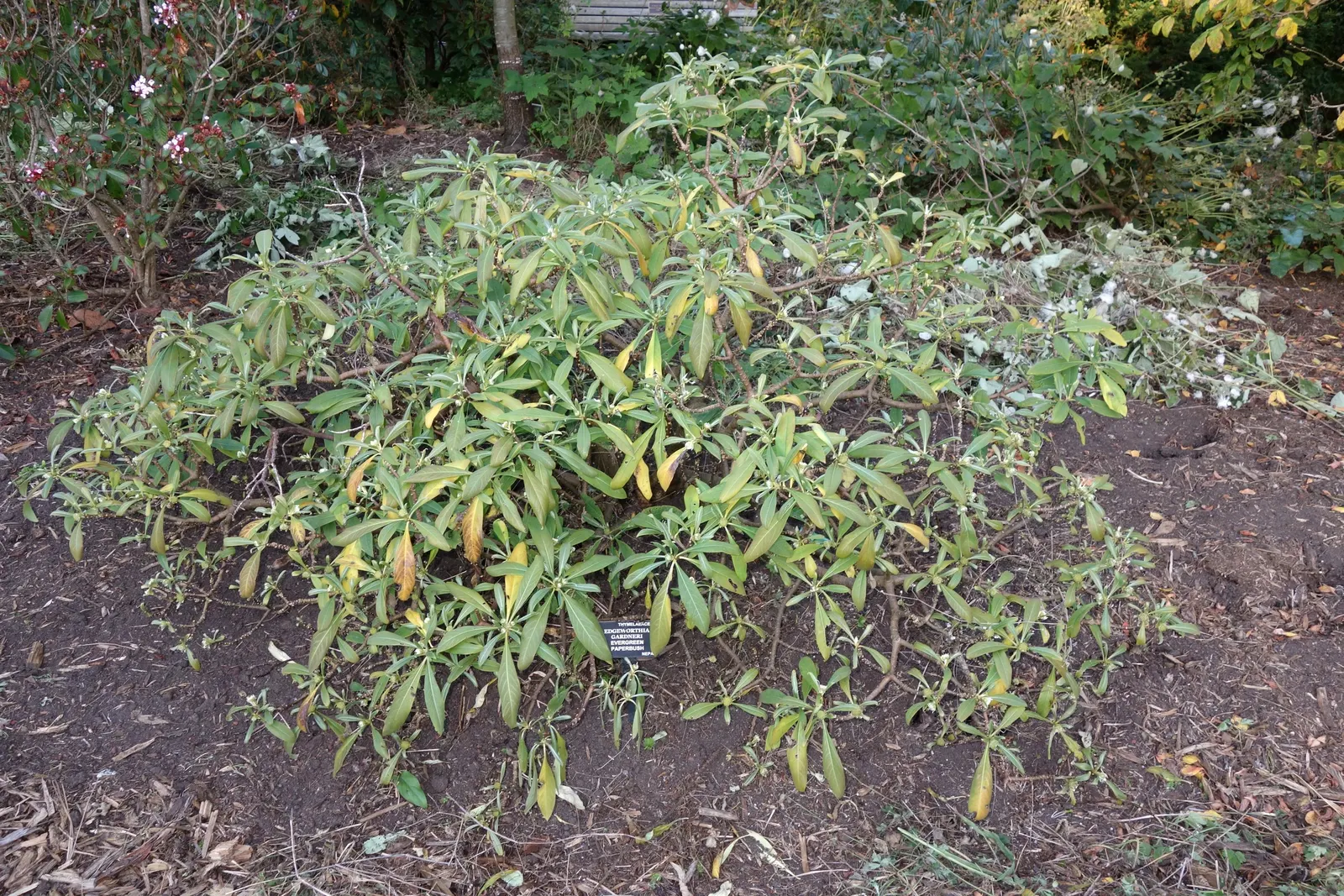 Paperbush (Edgeworthia Chrysantha) — Suited to zones 7-10, it prefers partial shade and well-drained soil; the leaves turn to shades of yellow before shedding